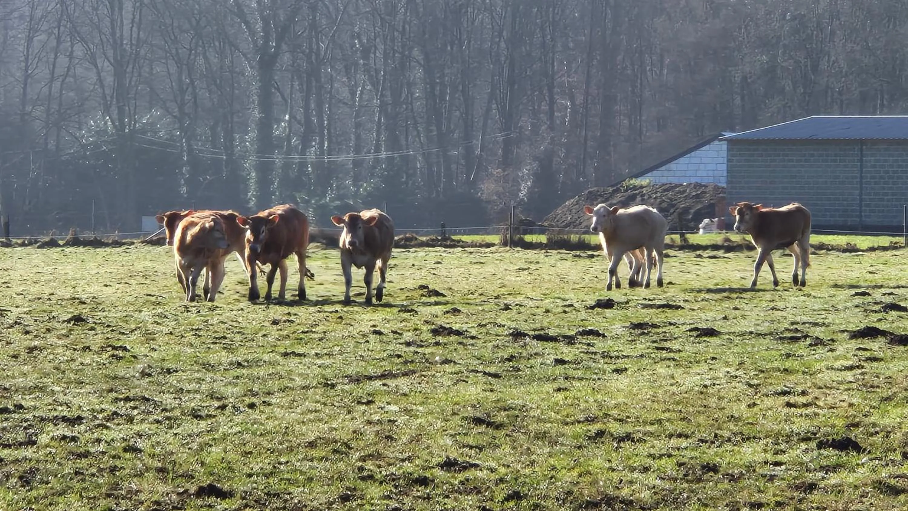 Animals in B&B De Dulle Koe