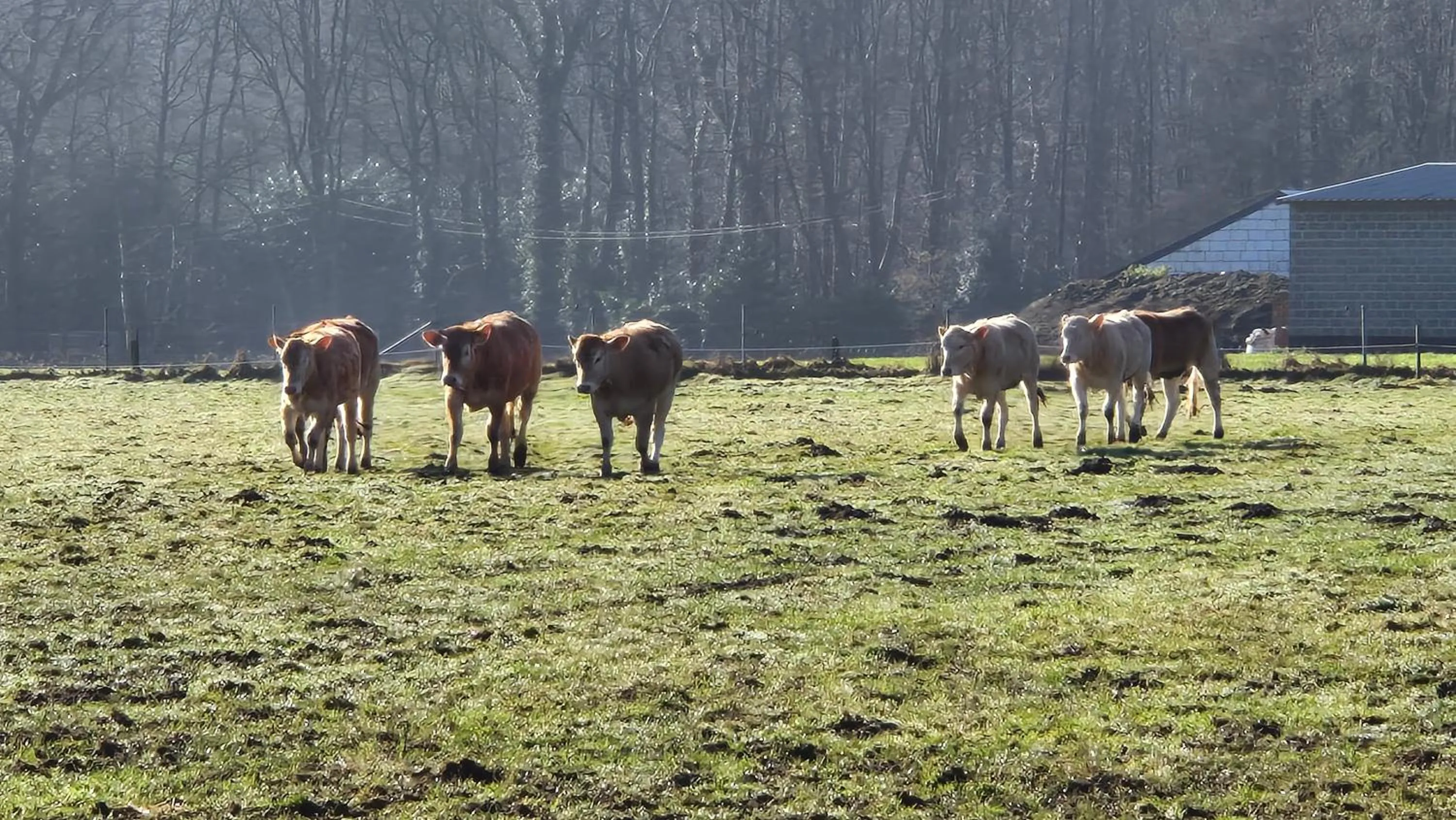 Animals in B&B De Dulle Koe