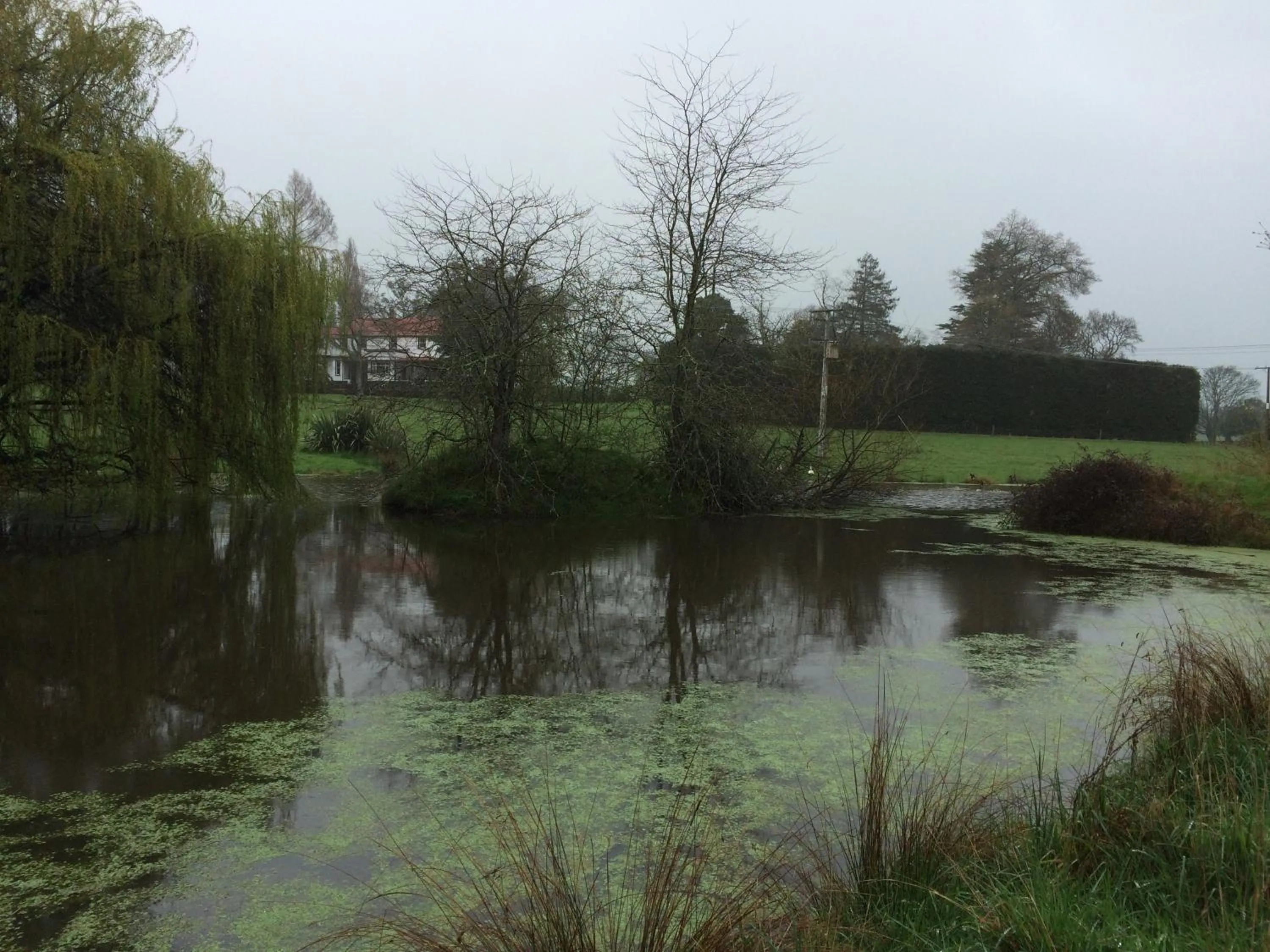 Lake view in Ashcott Homestead Bed & Breakfast