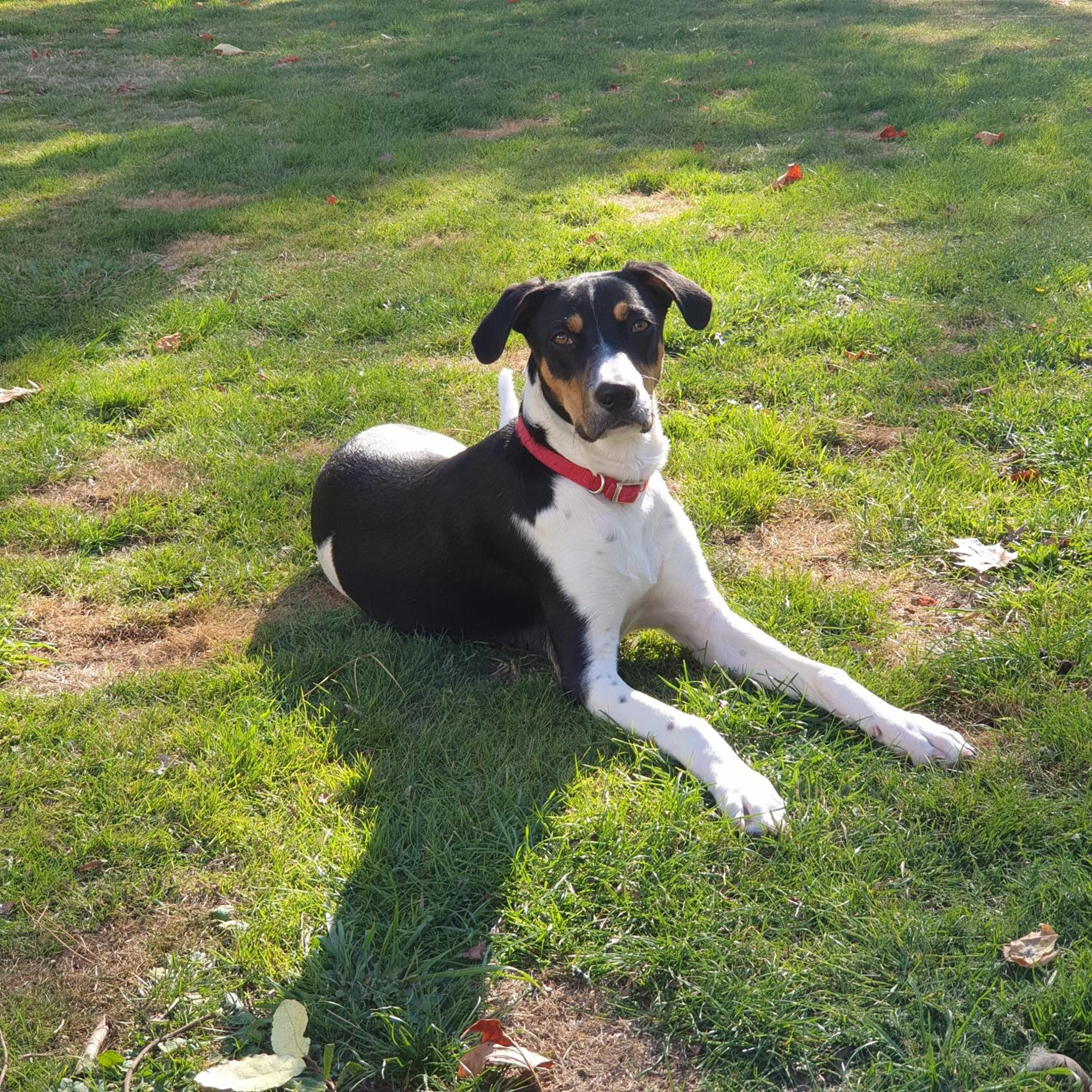 Ashcott Homestead Bed & Breakfast