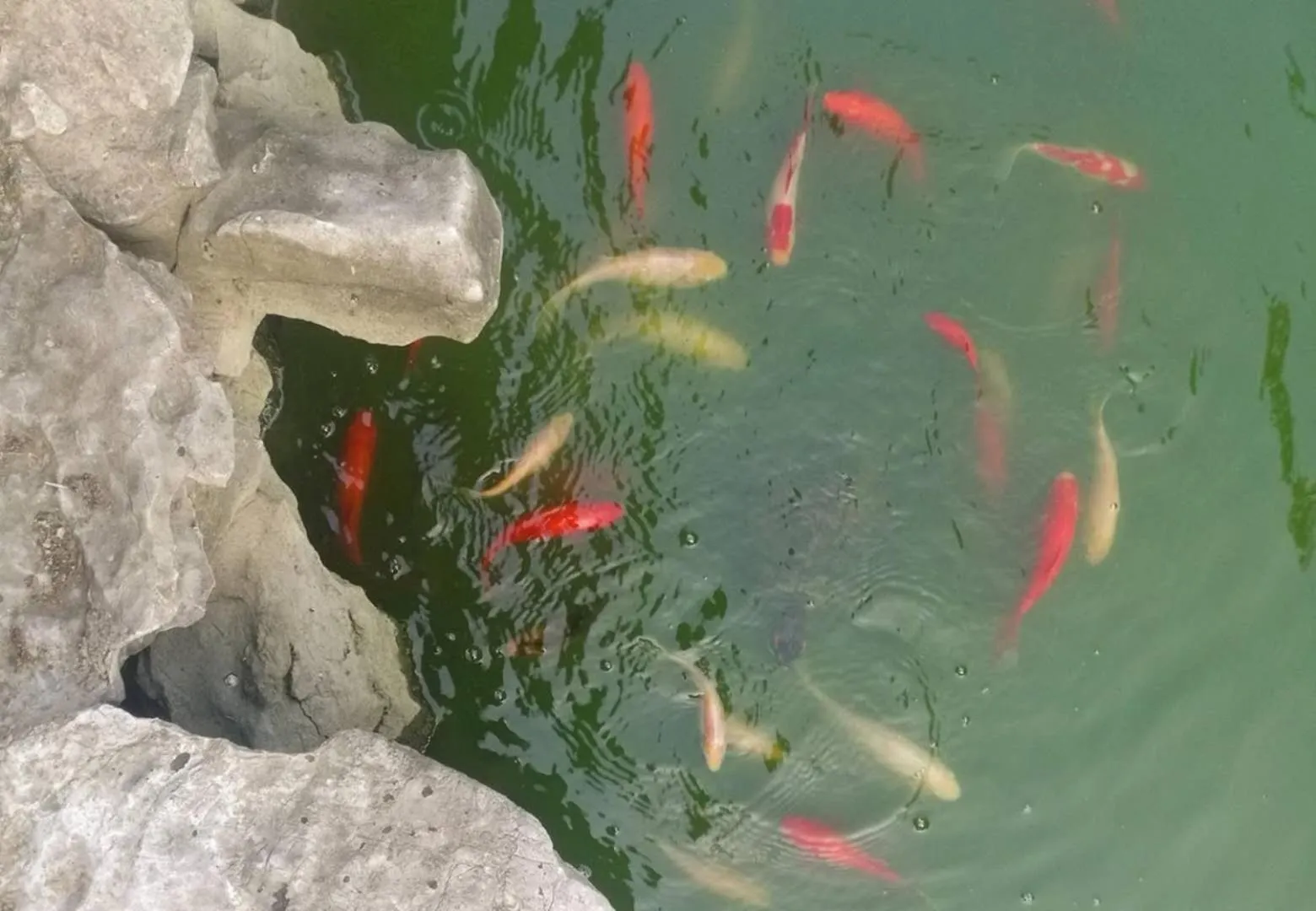 Garden view in Pure-Land Villa