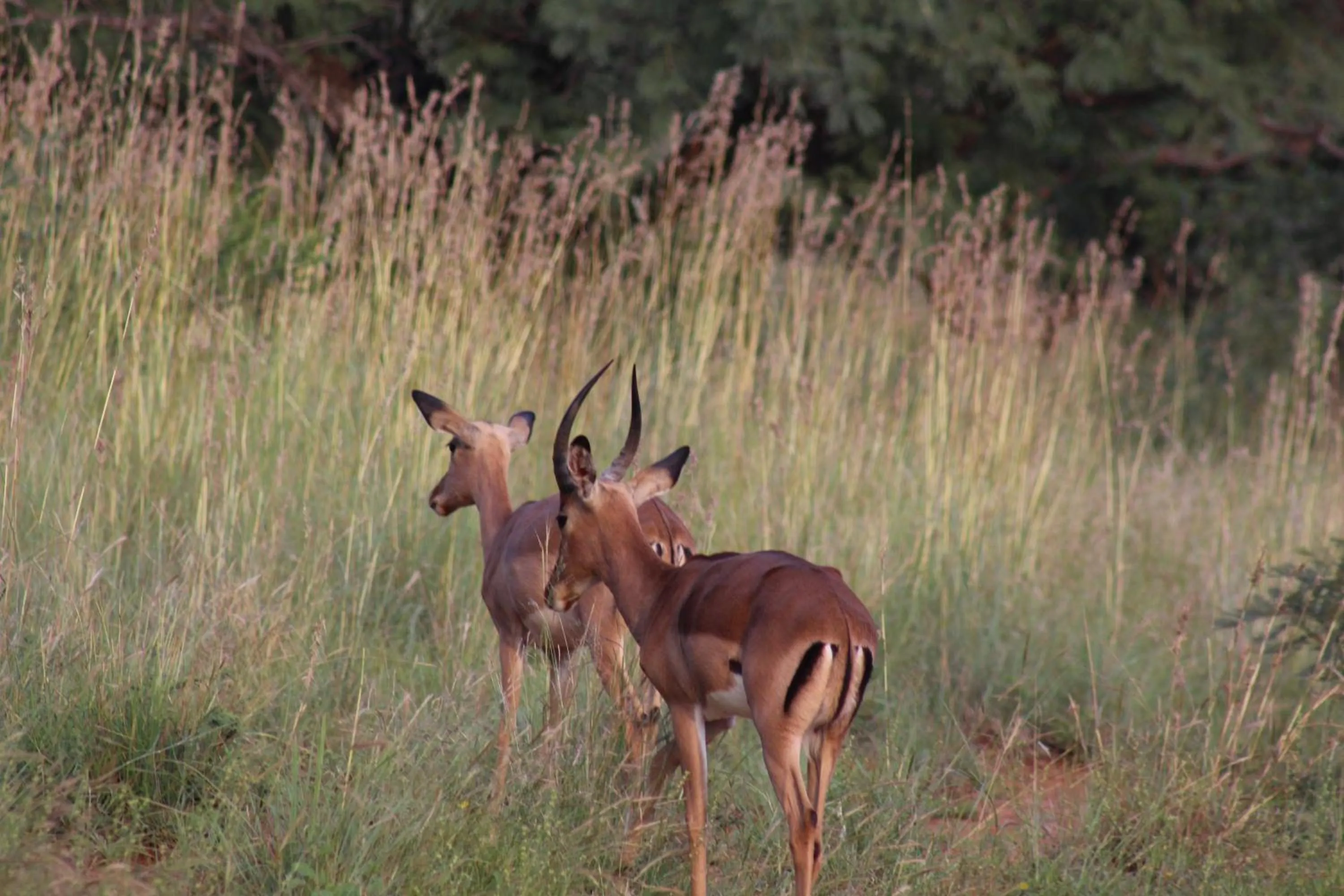 Animals in Thabaledi Game Lodge