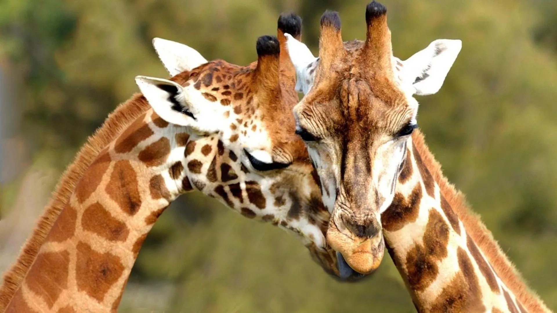 Animals in Thabaledi Game Lodge