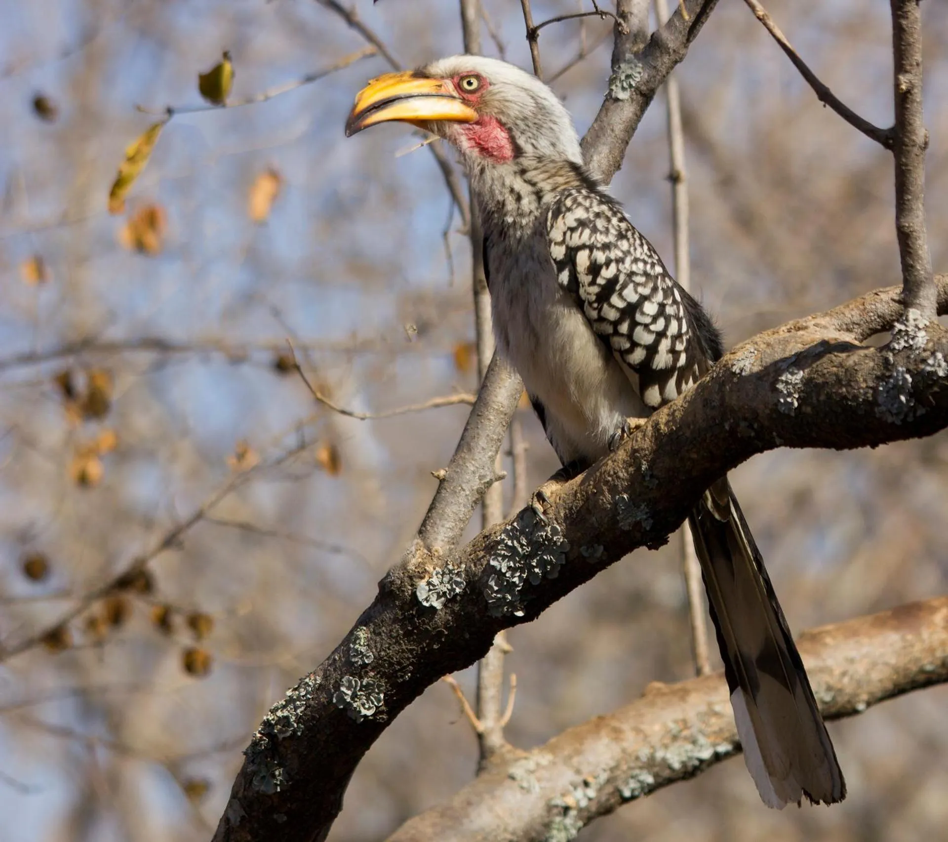 Animals in Thabaledi Game Lodge