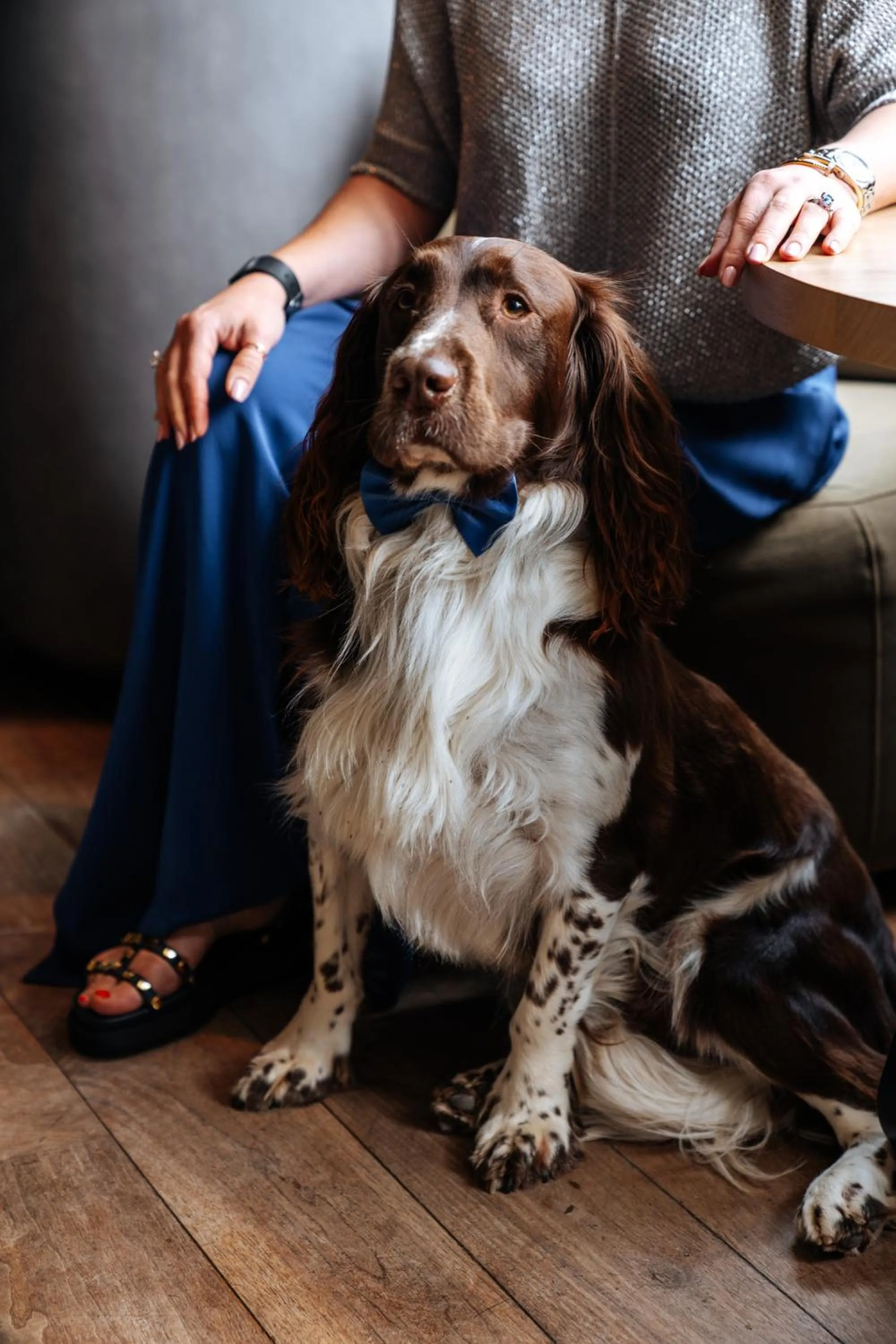 Pets in Cosmopolite Hotel Nieuwpoort-Bad