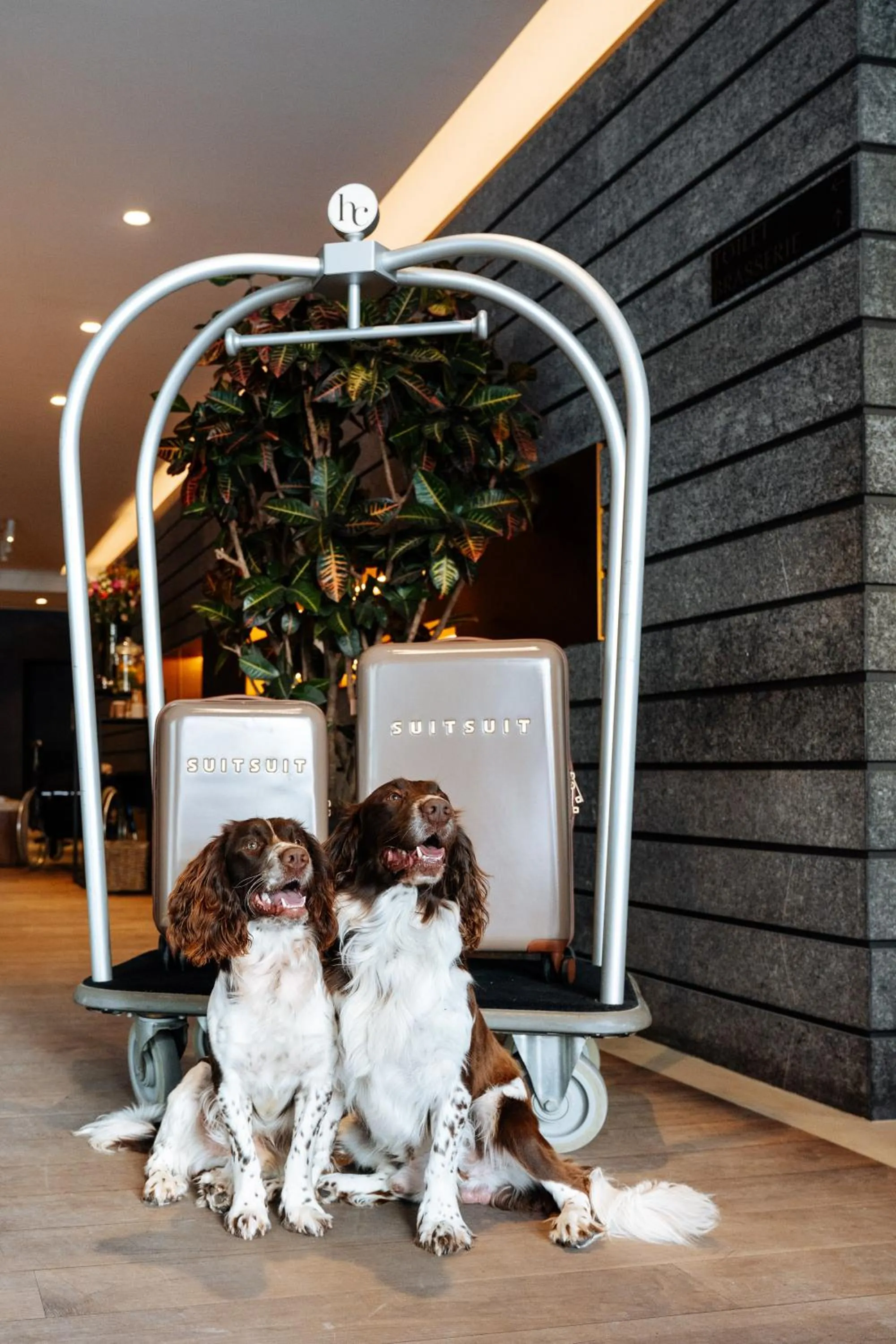 Pets in Cosmopolite Hotel Nieuwpoort-Bad