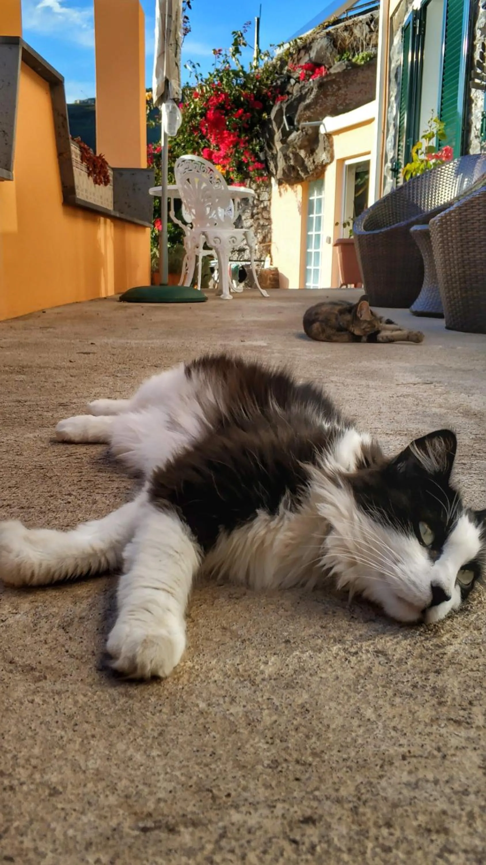 Animals in Quinta Terezinha