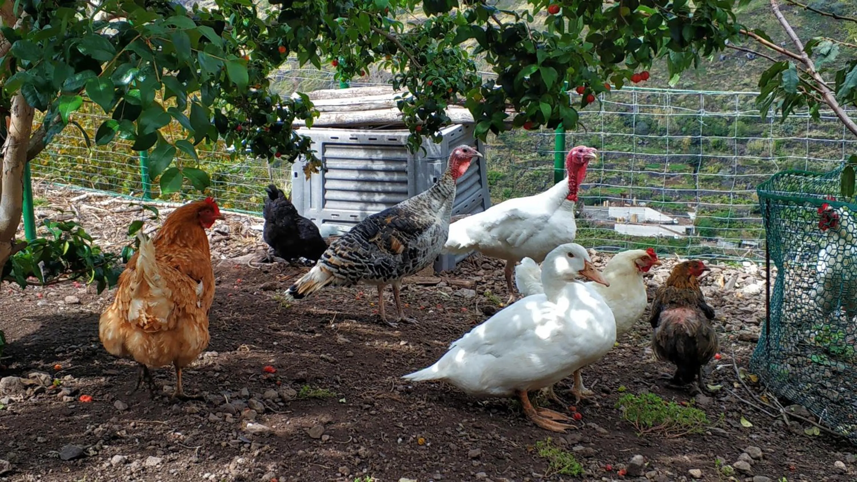 Animals in Quinta Terezinha