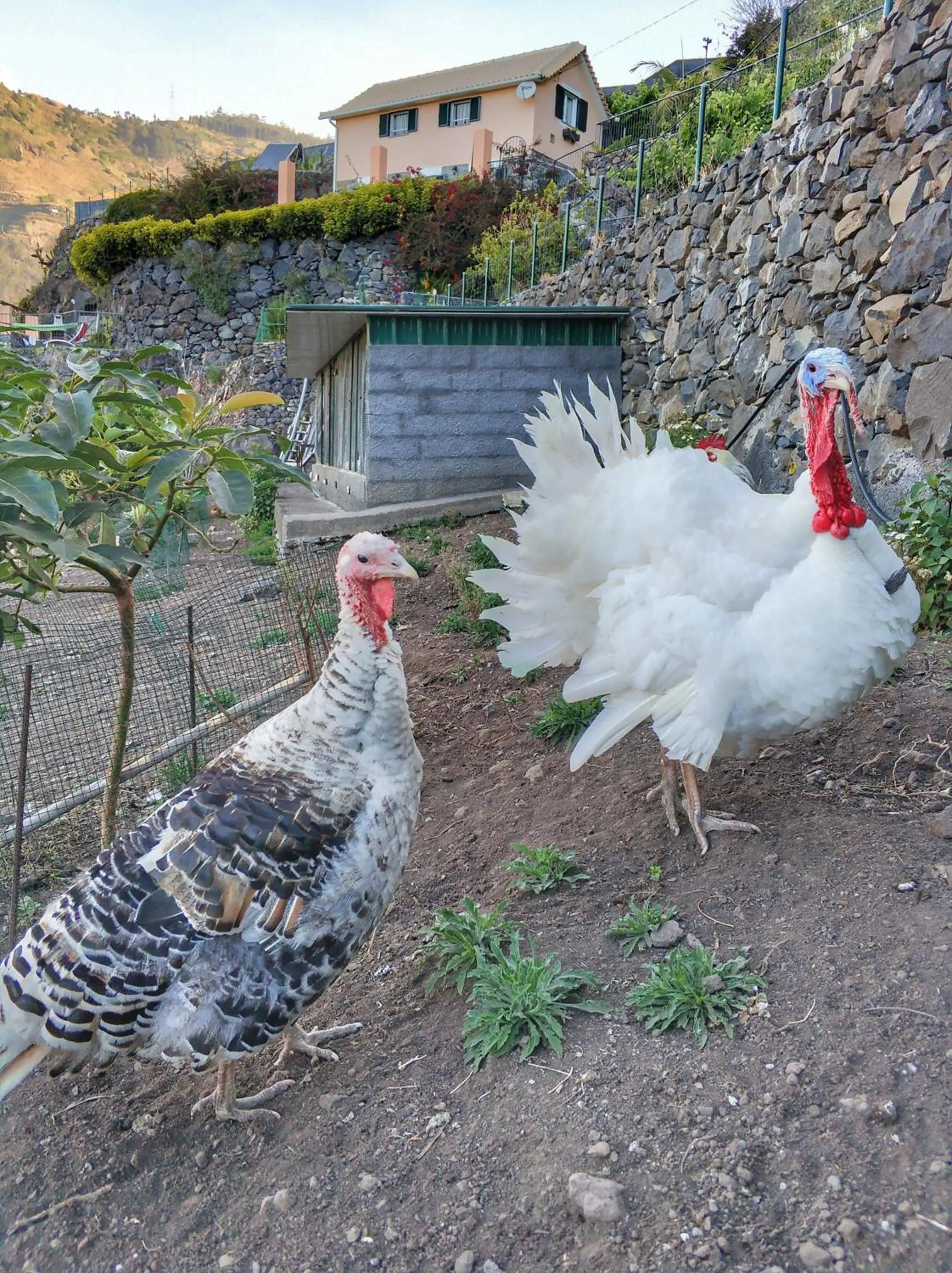 Animals in Quinta Terezinha