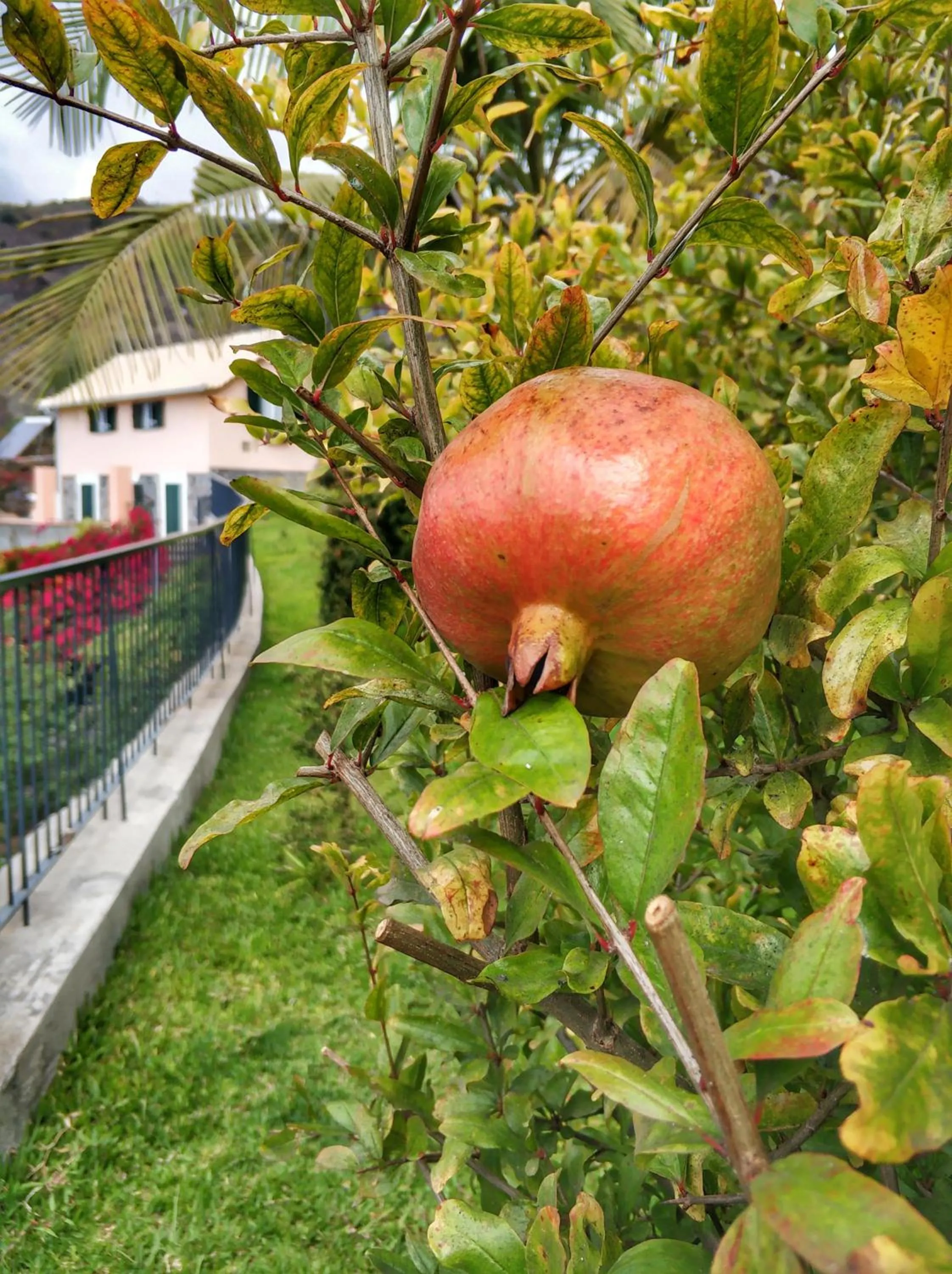 Garden in Quinta Terezinha