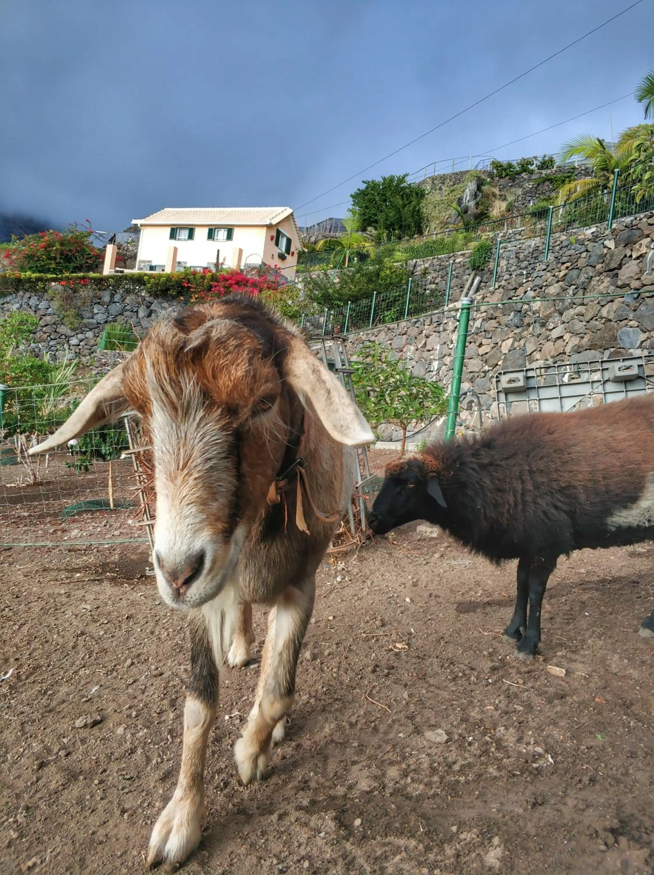 Animals in Quinta Terezinha