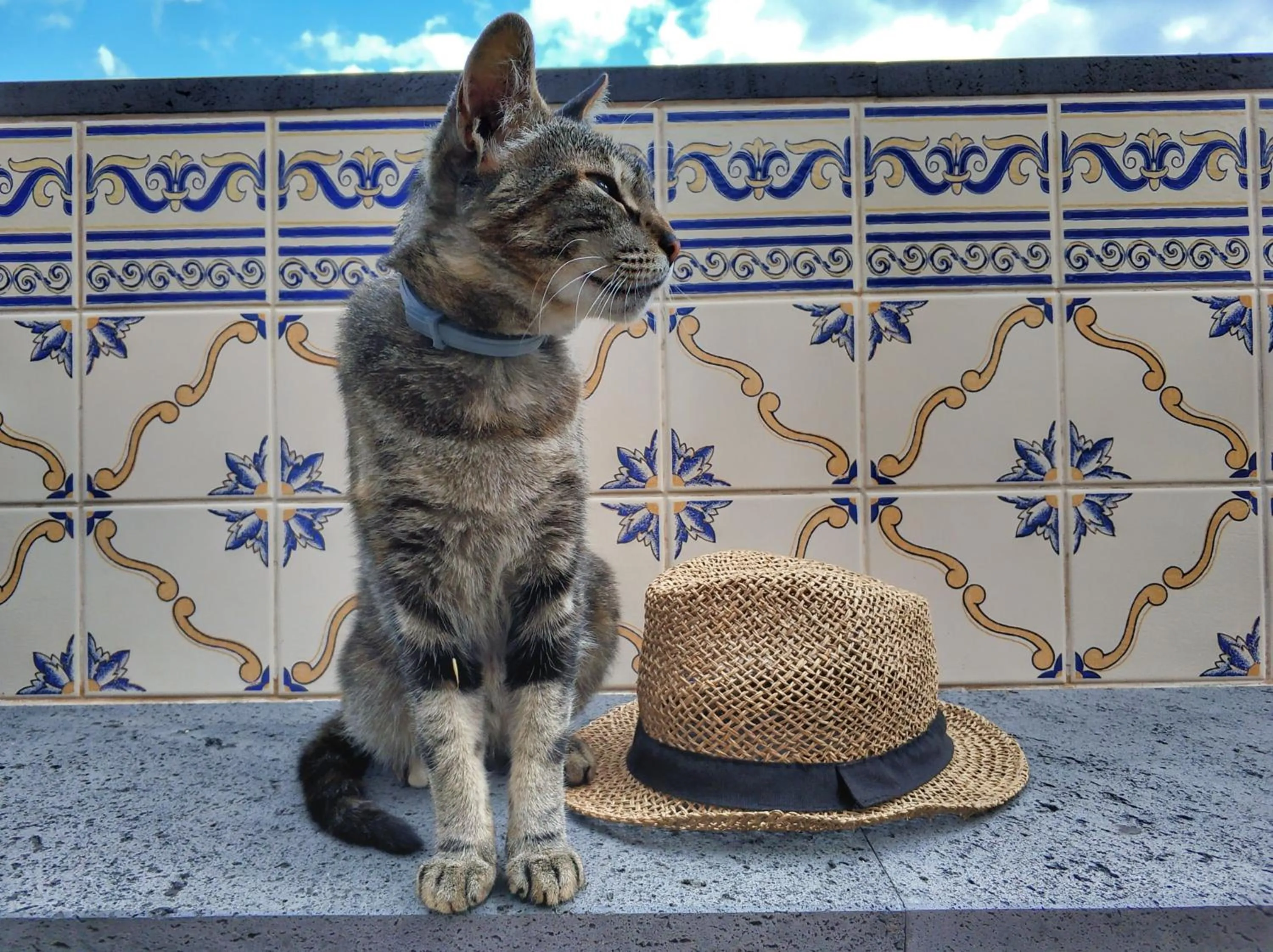 Pets in Quinta Terezinha