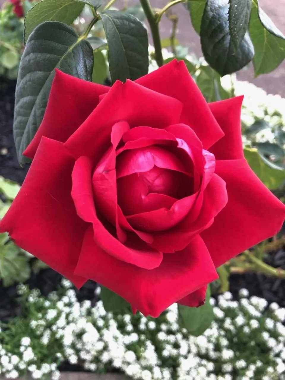 Garden in Rosetown Motel