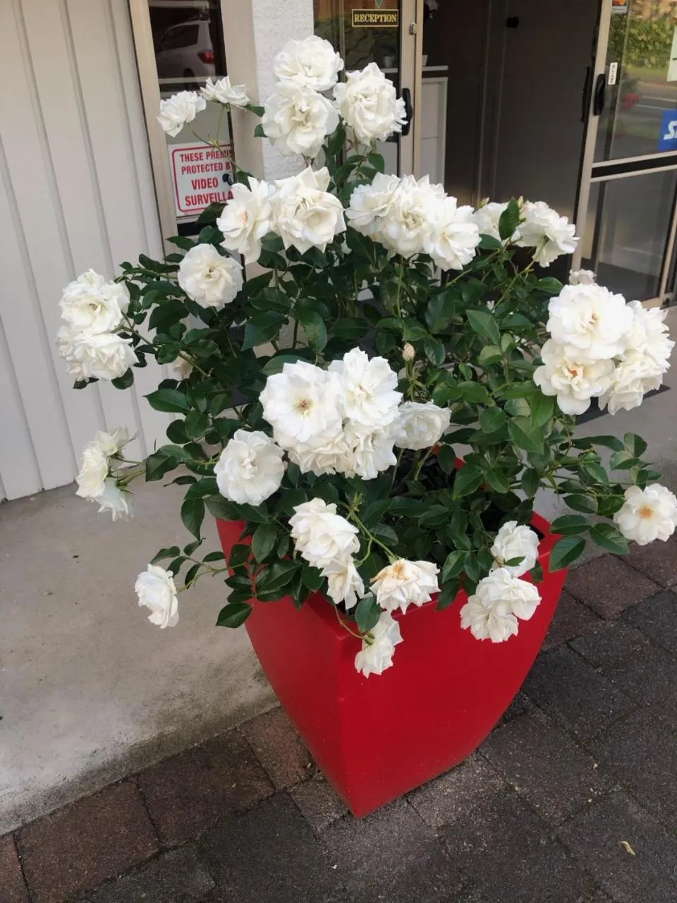 Garden in Rosetown Motel
