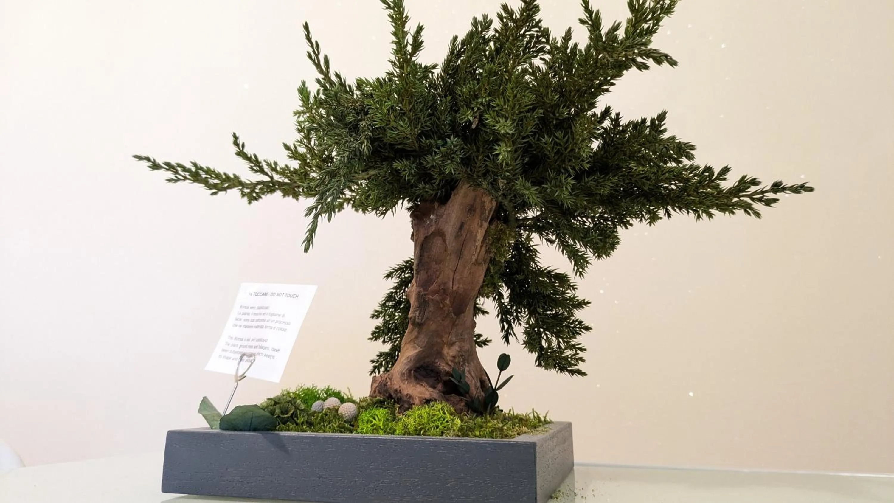 Decorative detail in Bonsai Bed & Breakfast