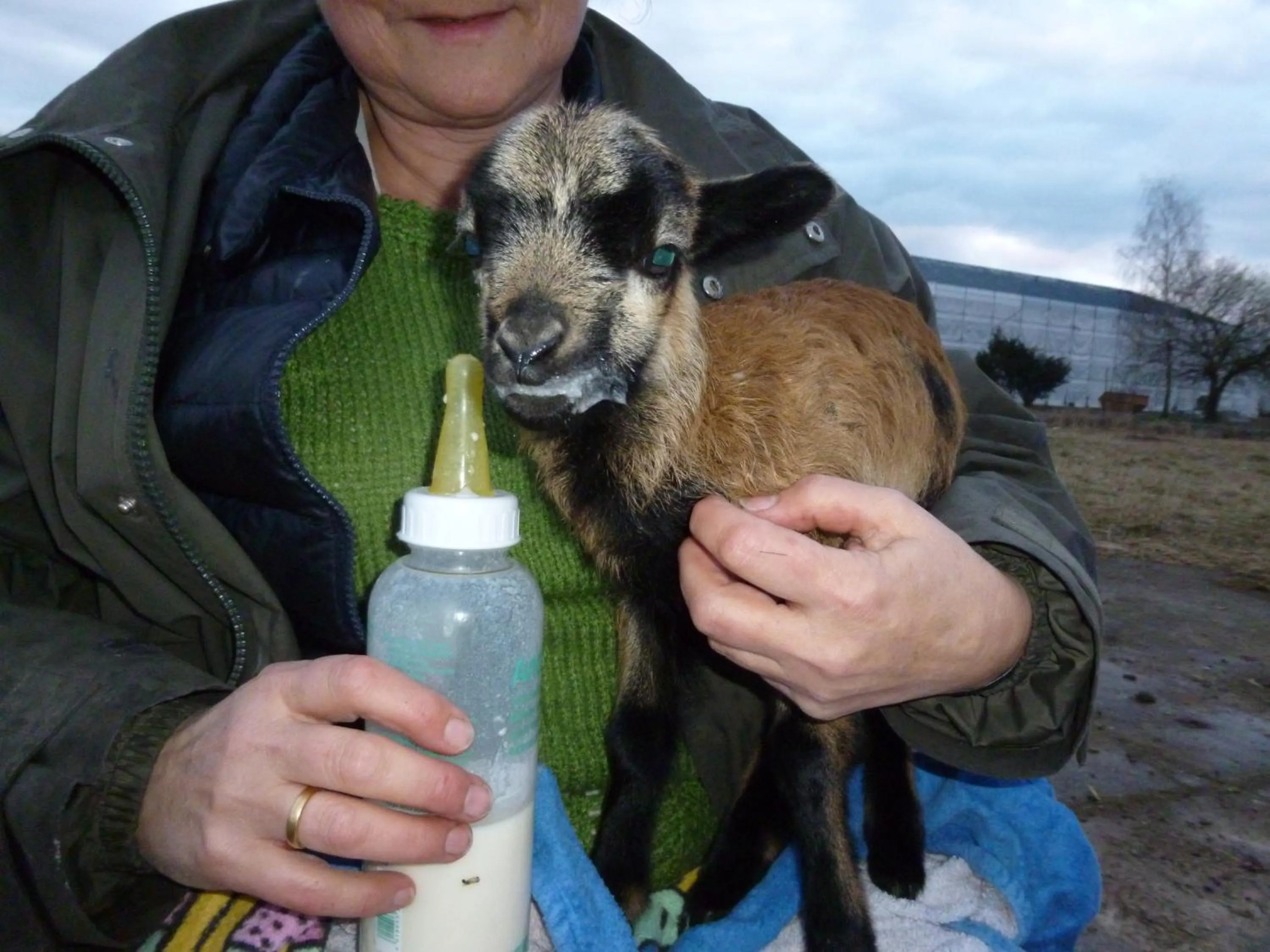 Animals in Garni Hotel Lavendelhof