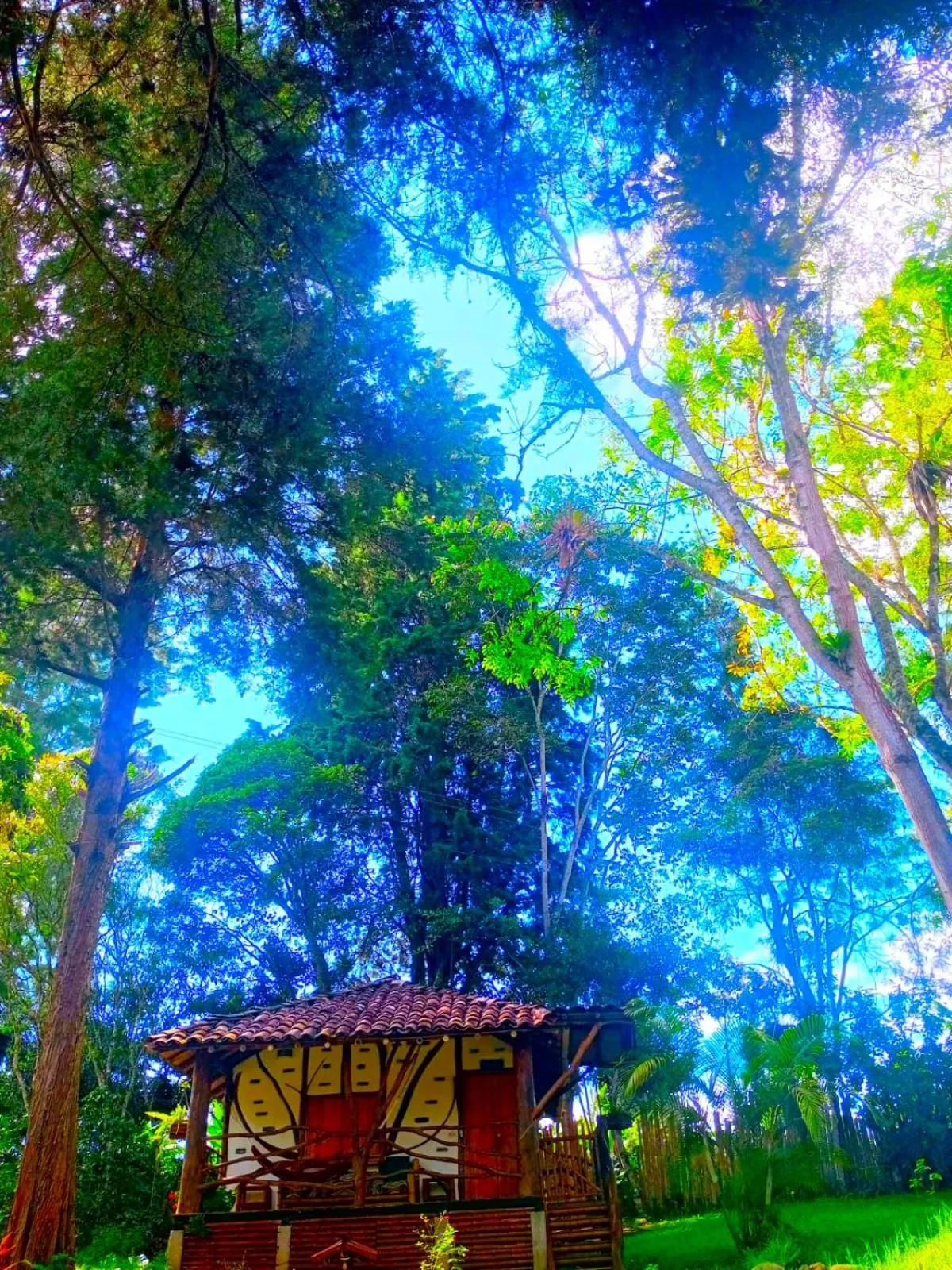 Garden view in Hotel La Casa de Francois