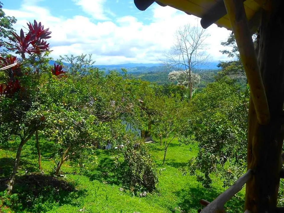 Garden view in Hotel La Casa de Francois