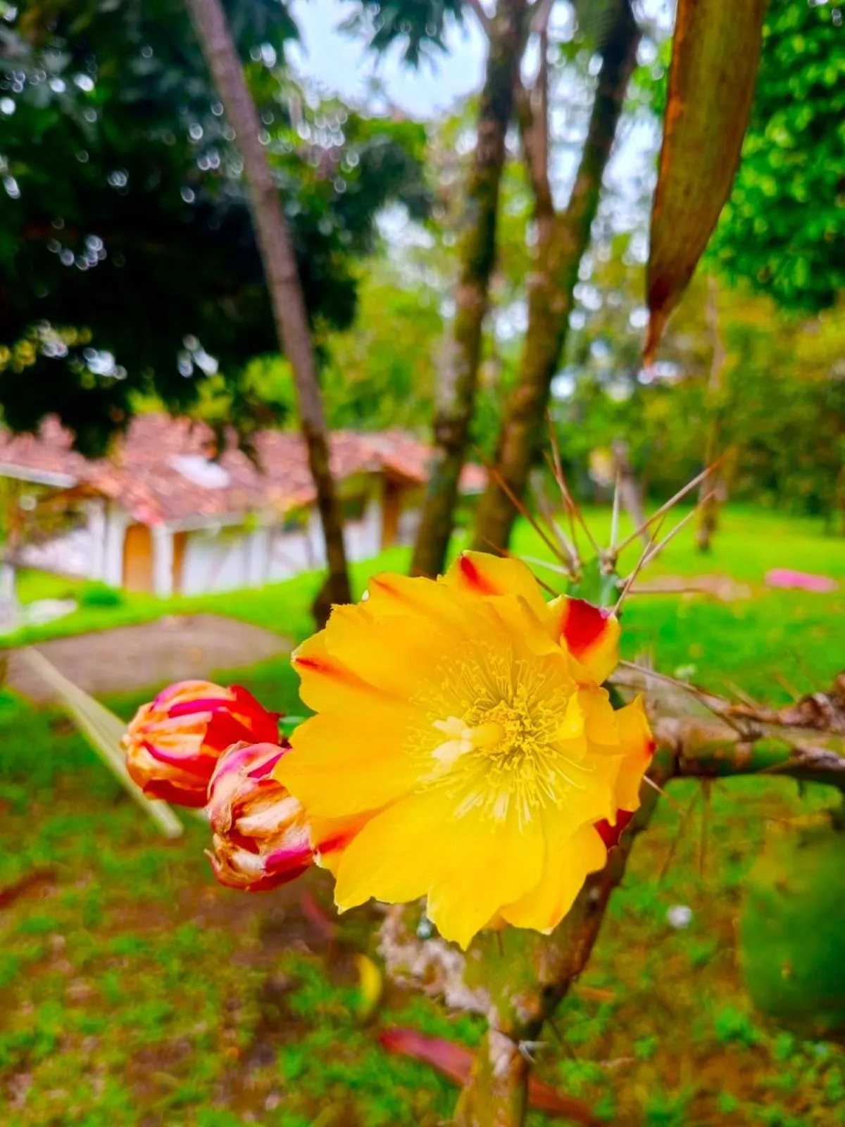 Garden in Hotel La Casa de Francois