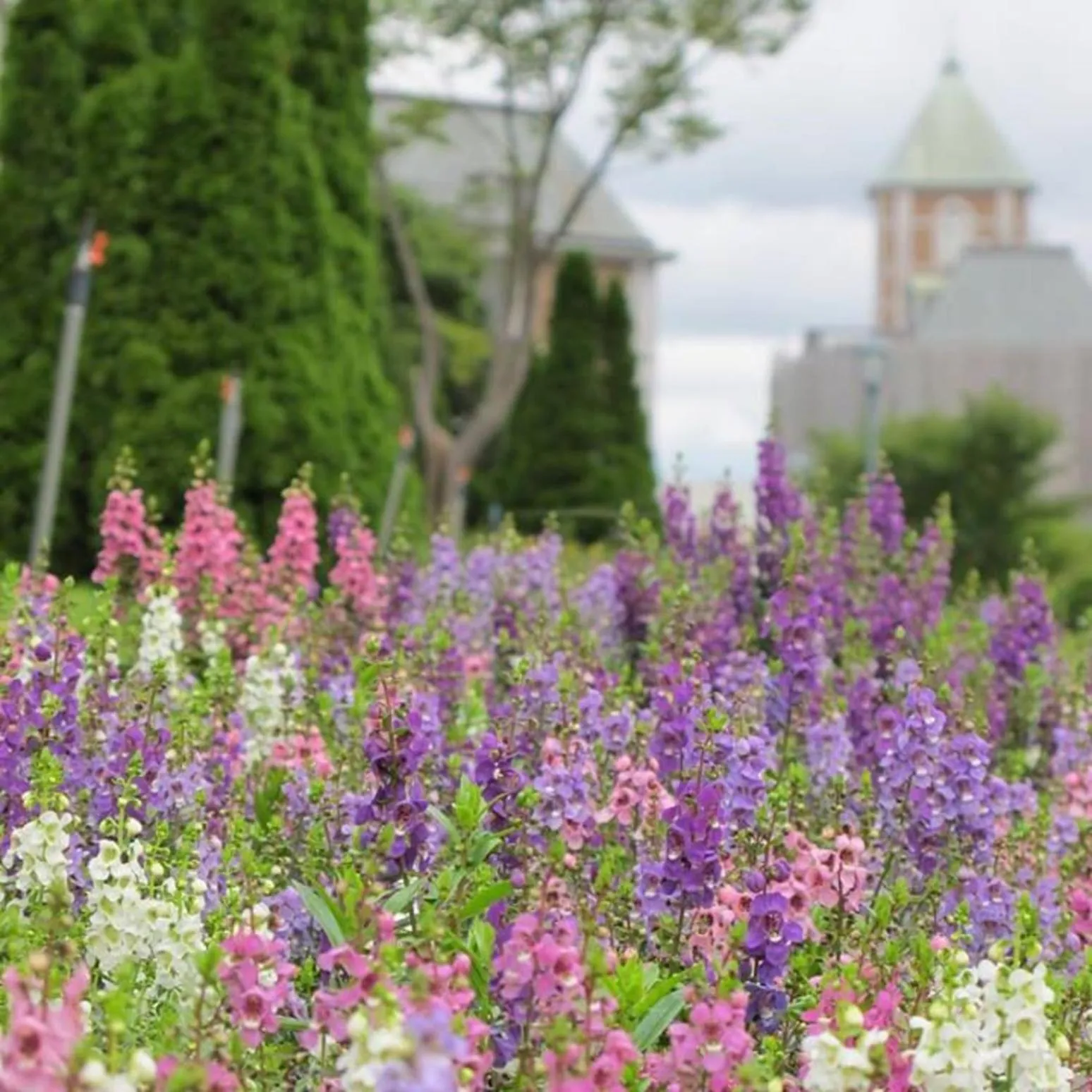 Kobe Hotel Fruit Flower