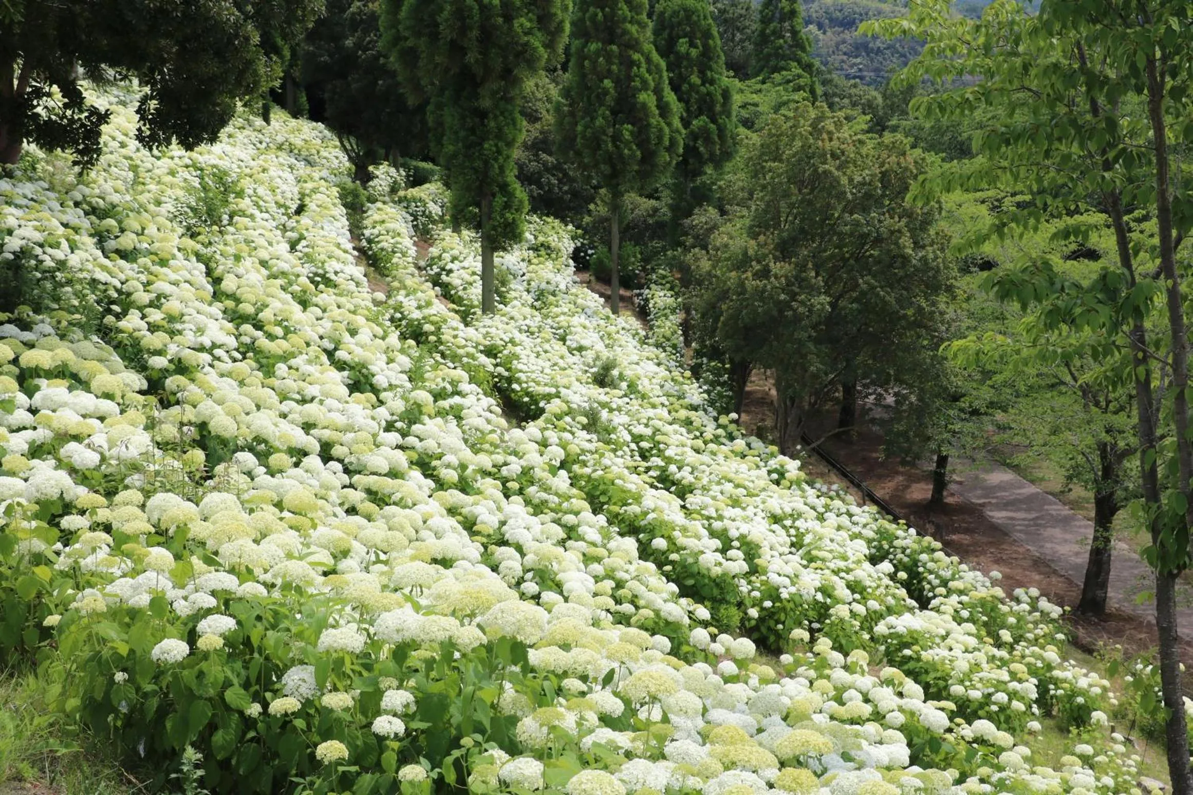 Kobe Hotel Fruit Flower