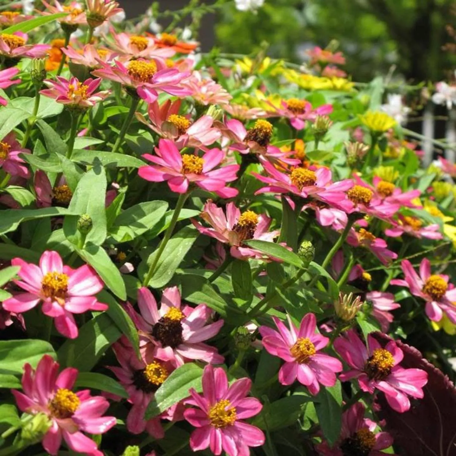 Kobe Hotel Fruit Flower