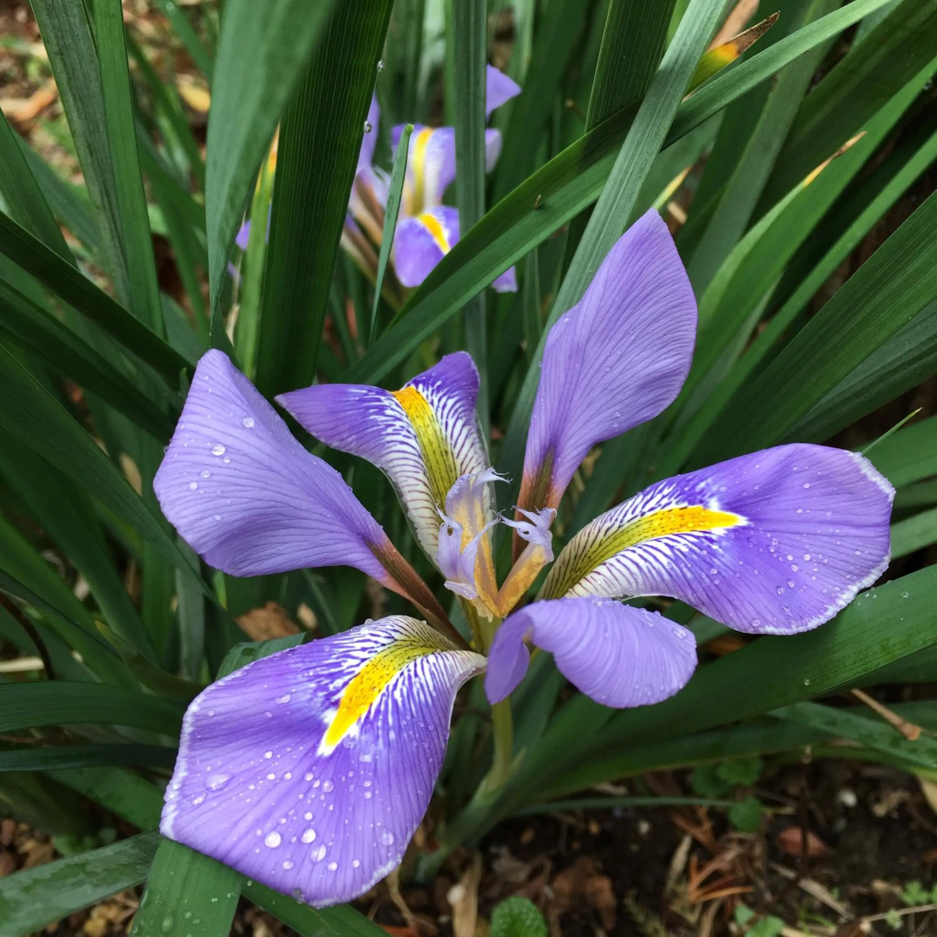 Garden in Bamboo Village Guest House