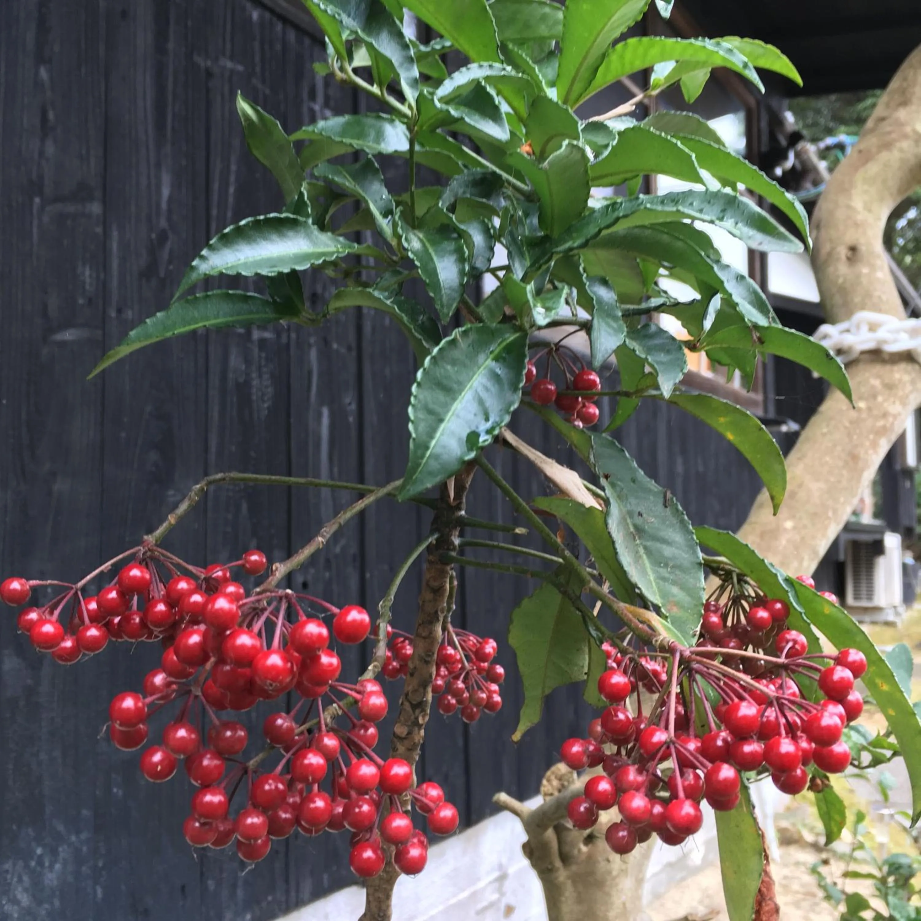Garden in Bamboo Village Guest House