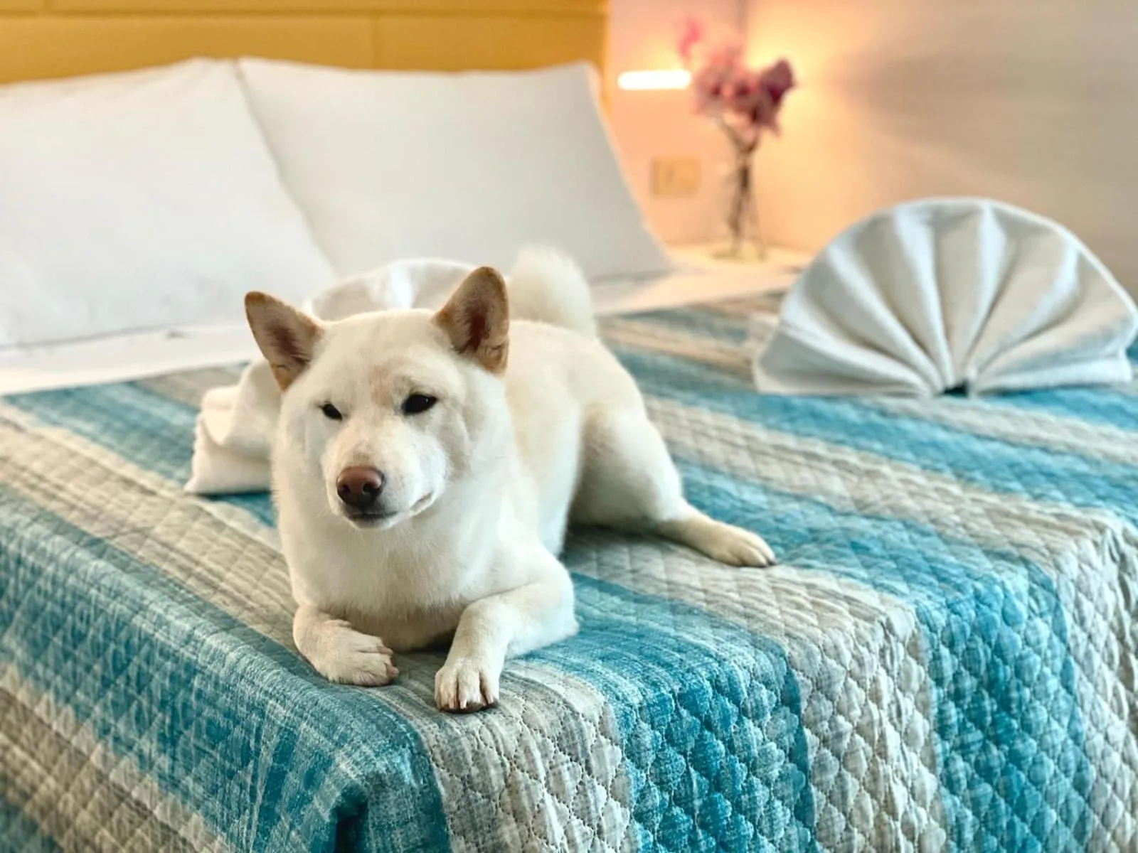 pet friendly, Bed in Hotel Crystal NUOVA GESTIONE 2025