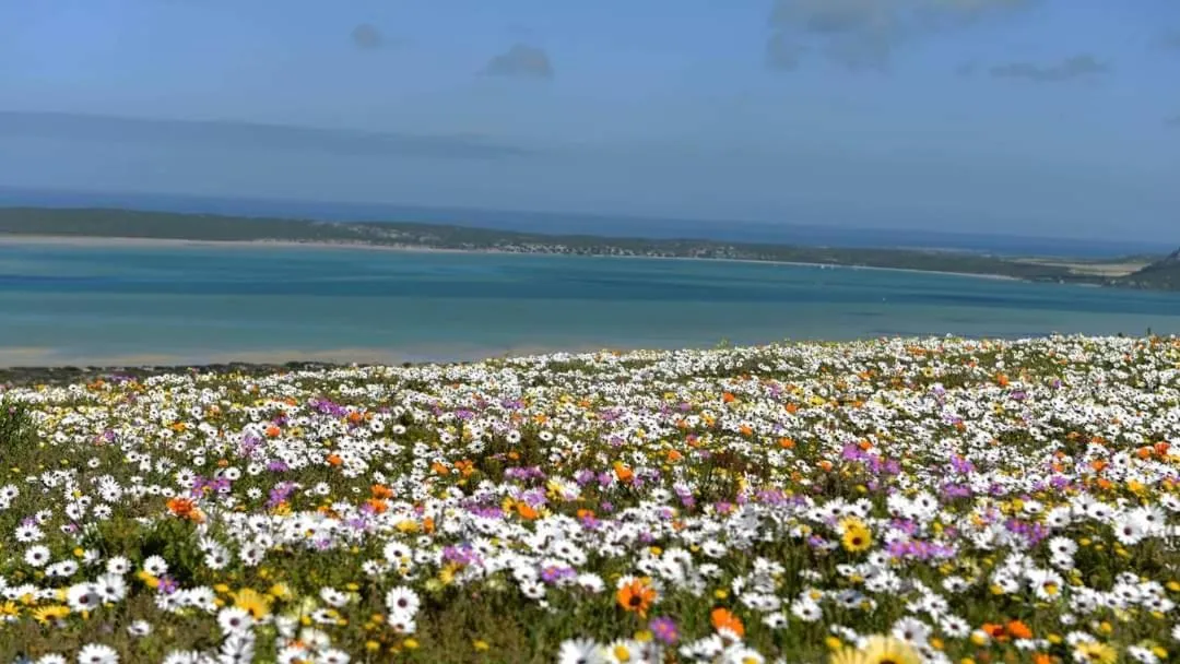 Spring in Seagulls Guest House