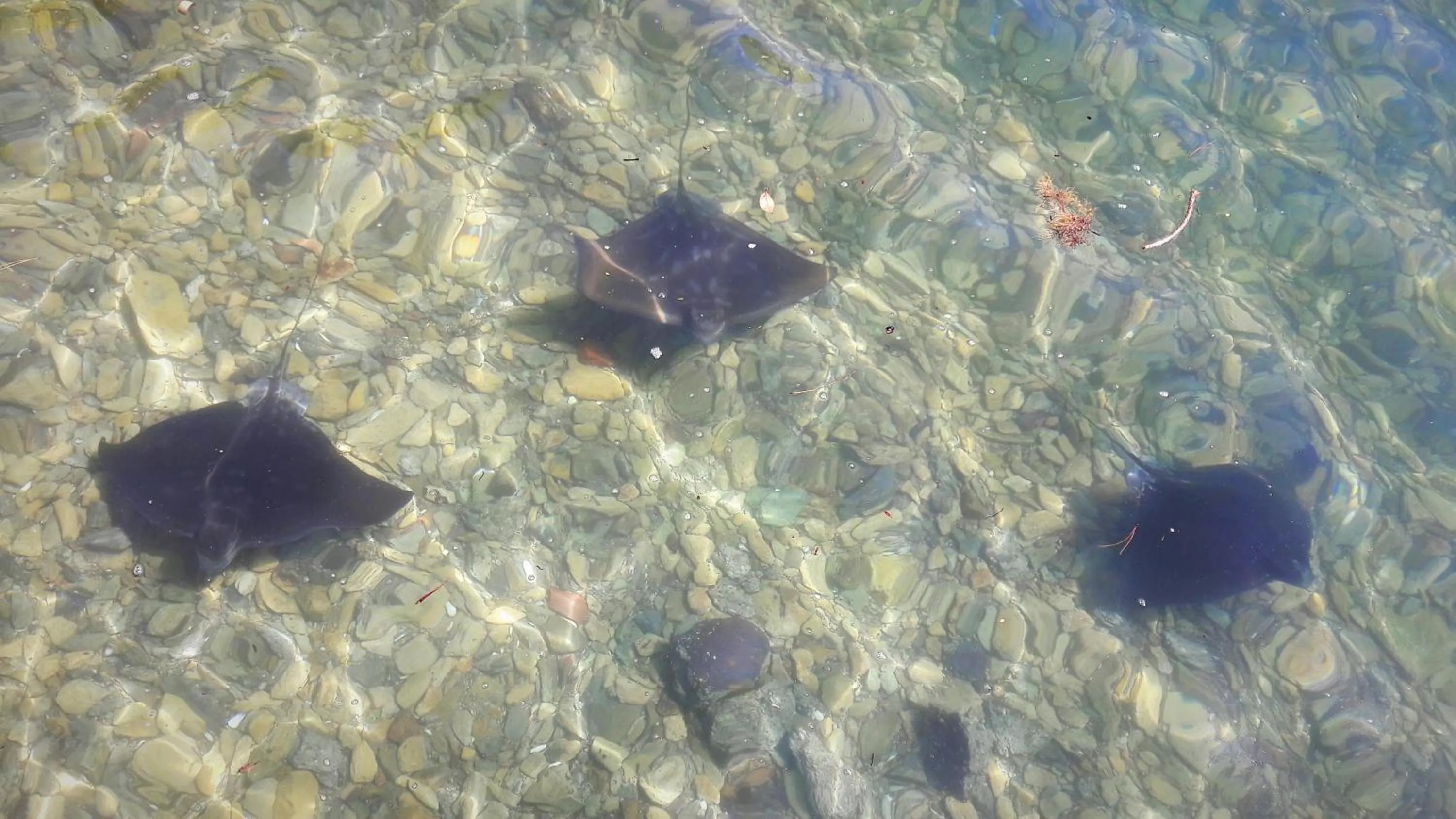 Animals in The Lodge At Te Rawa