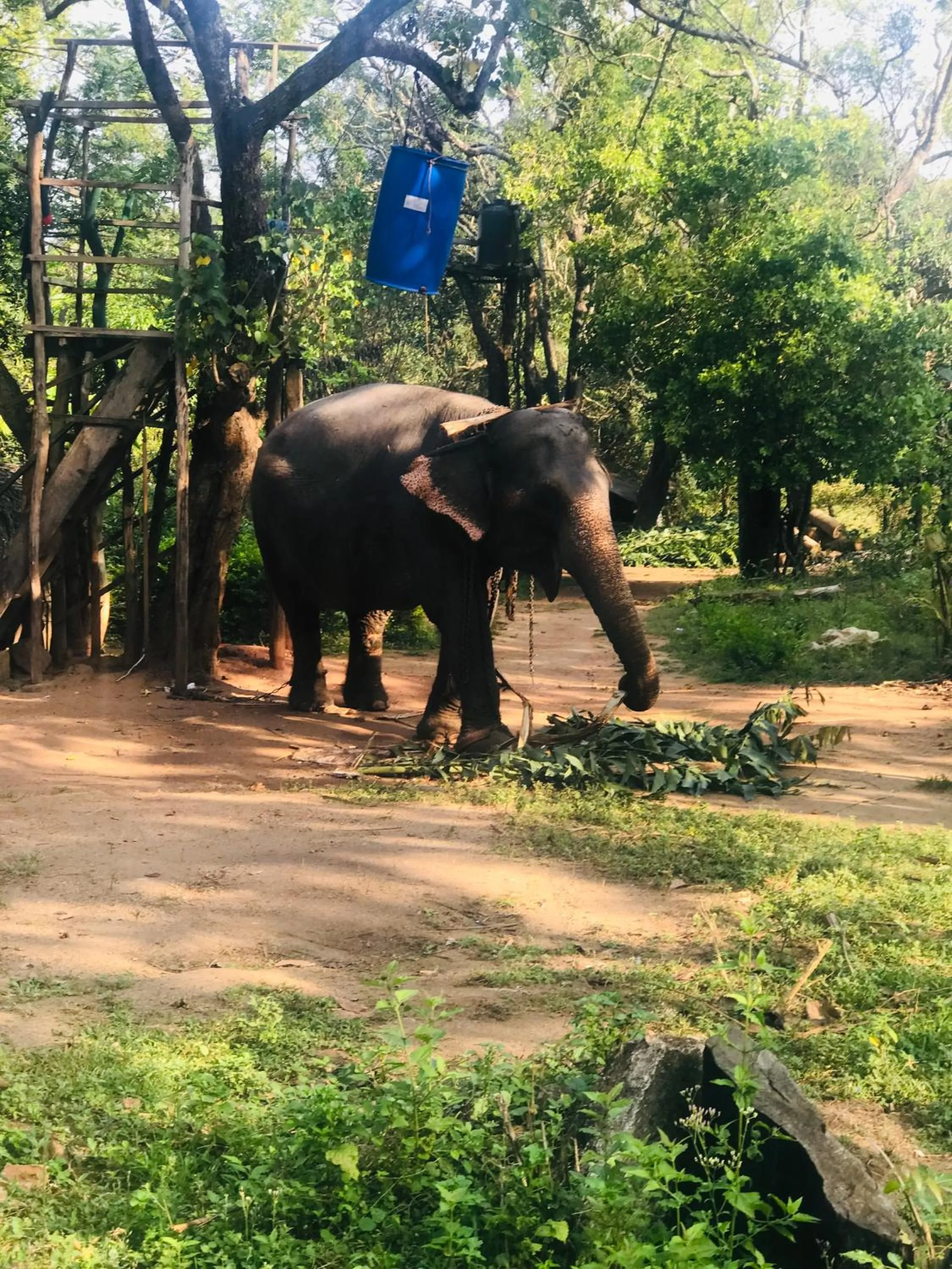 Dambulla Tourist Resort