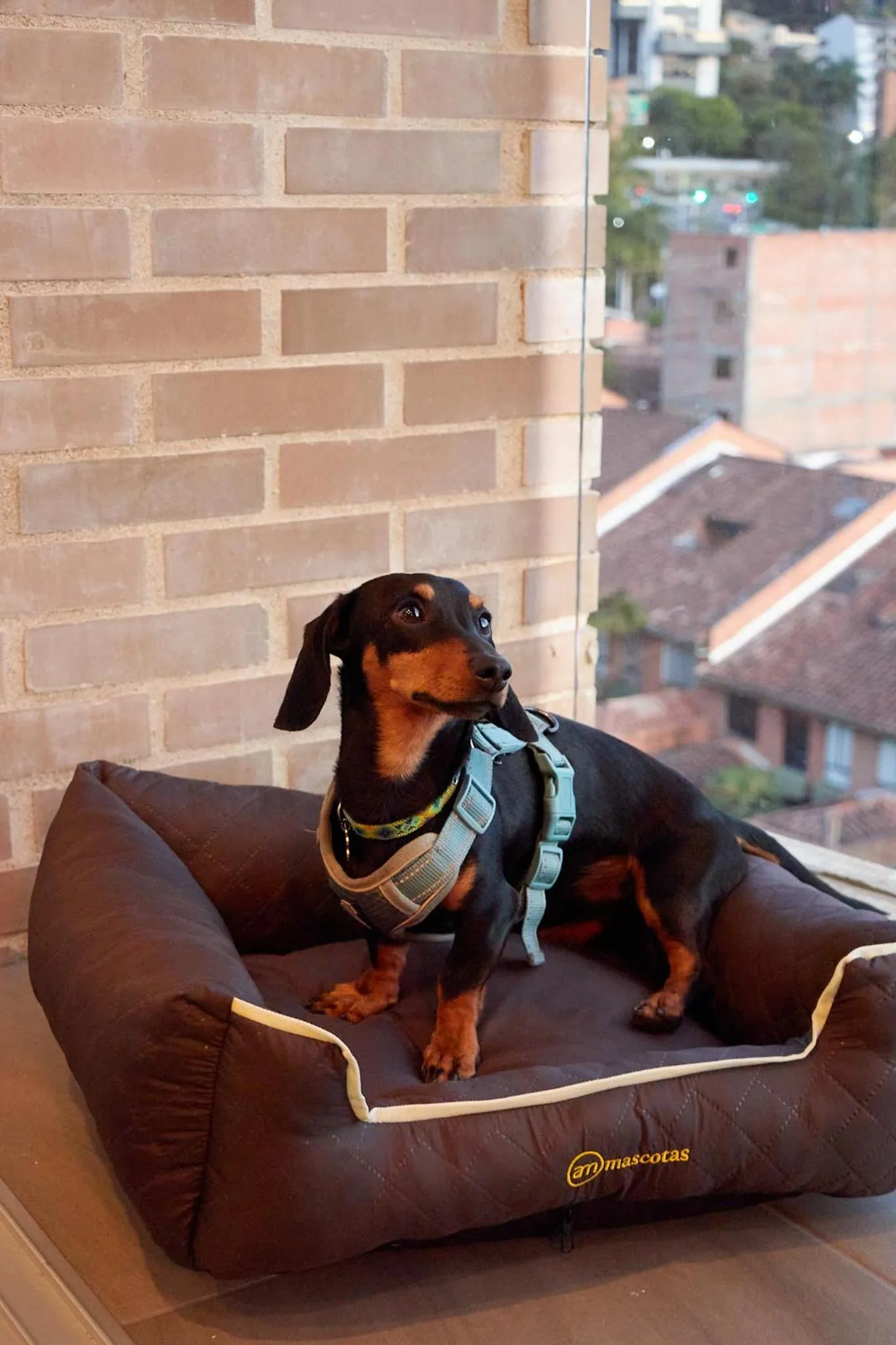 Pets in Soul Lifestyle Hotel