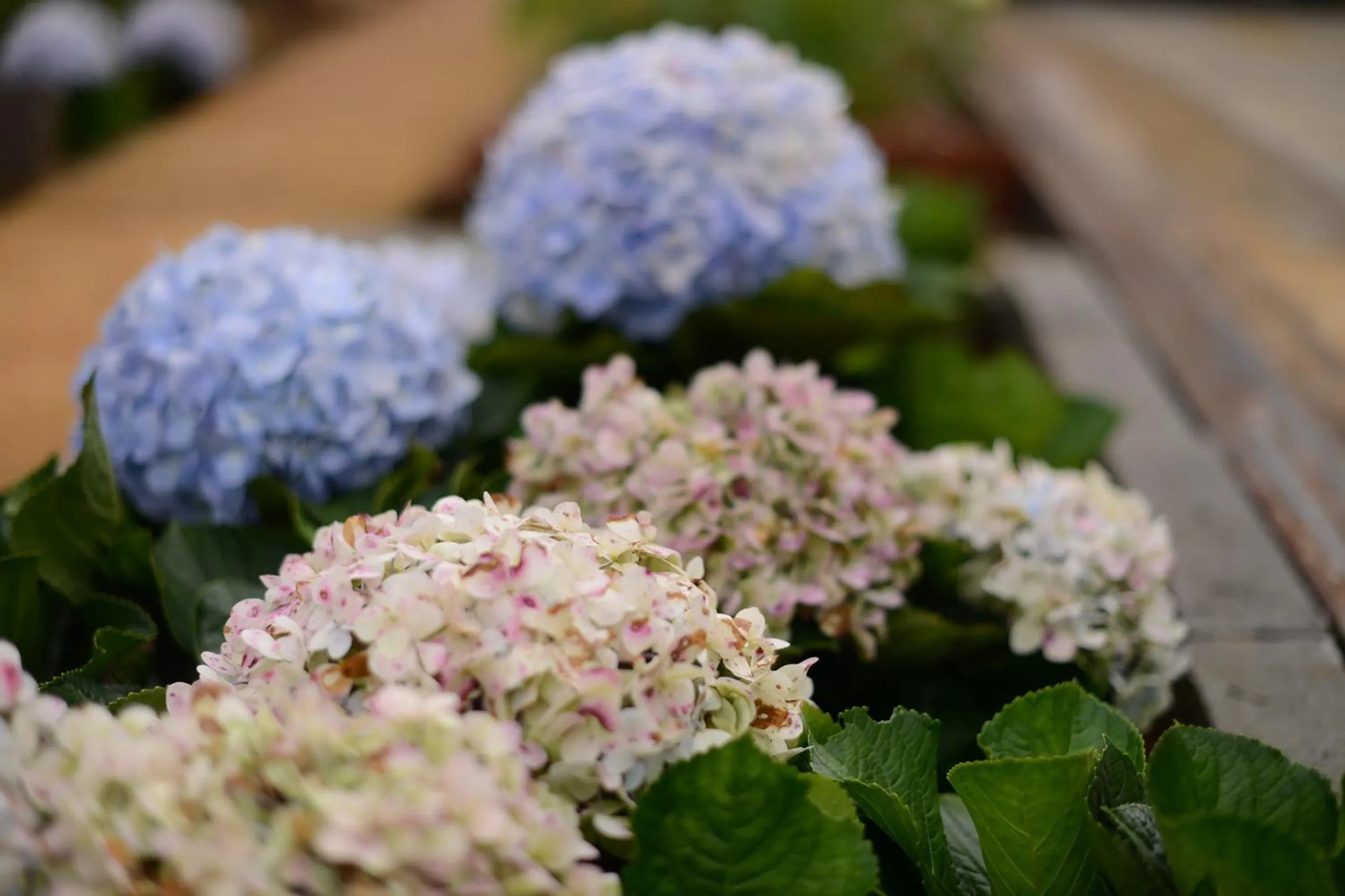 Garden in T Paradise