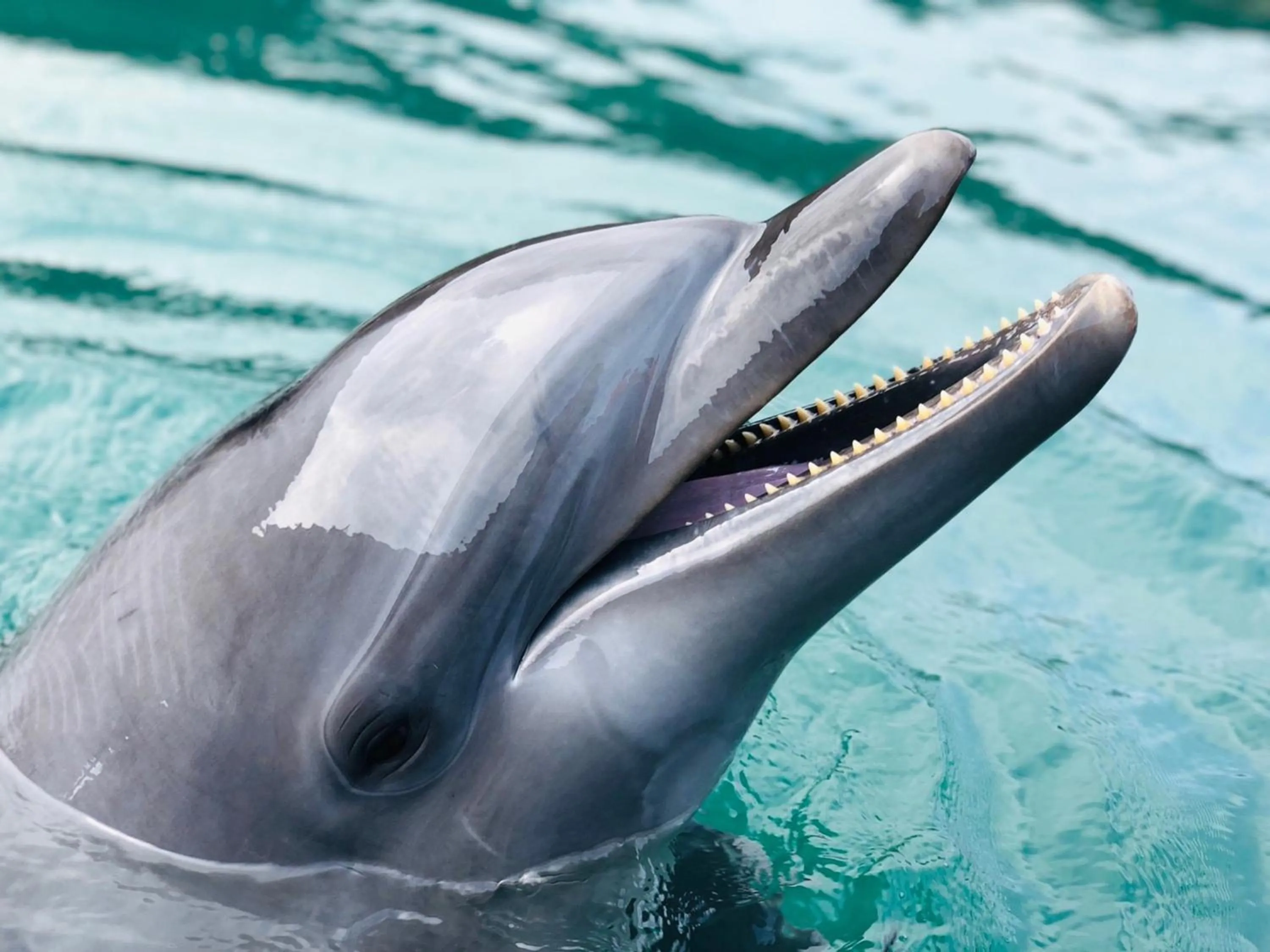 Nearby landmark in Iki Marina Hotel