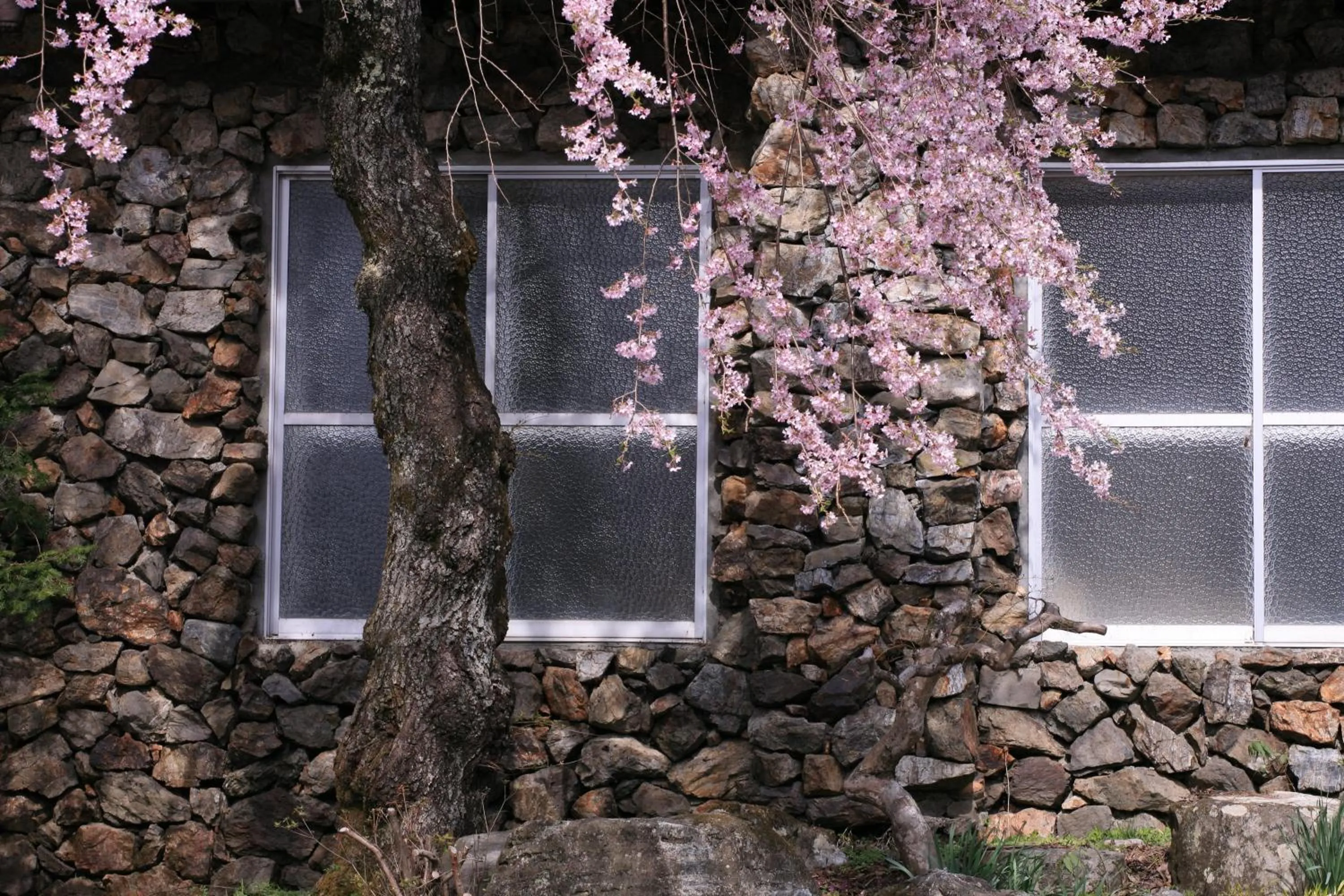 Spring in Nukumorino-yado Komanoyu