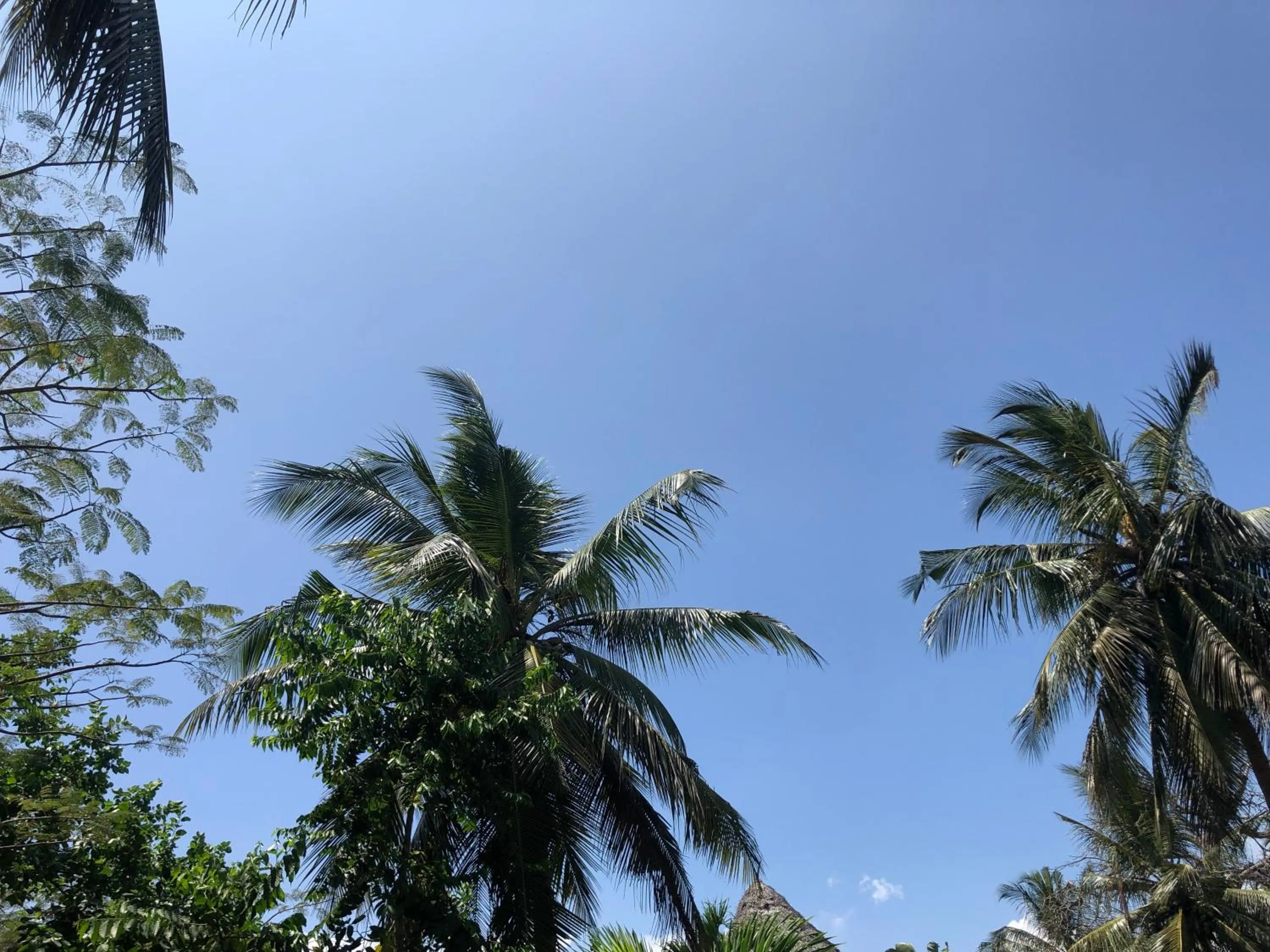 Garden in Villa Madinina