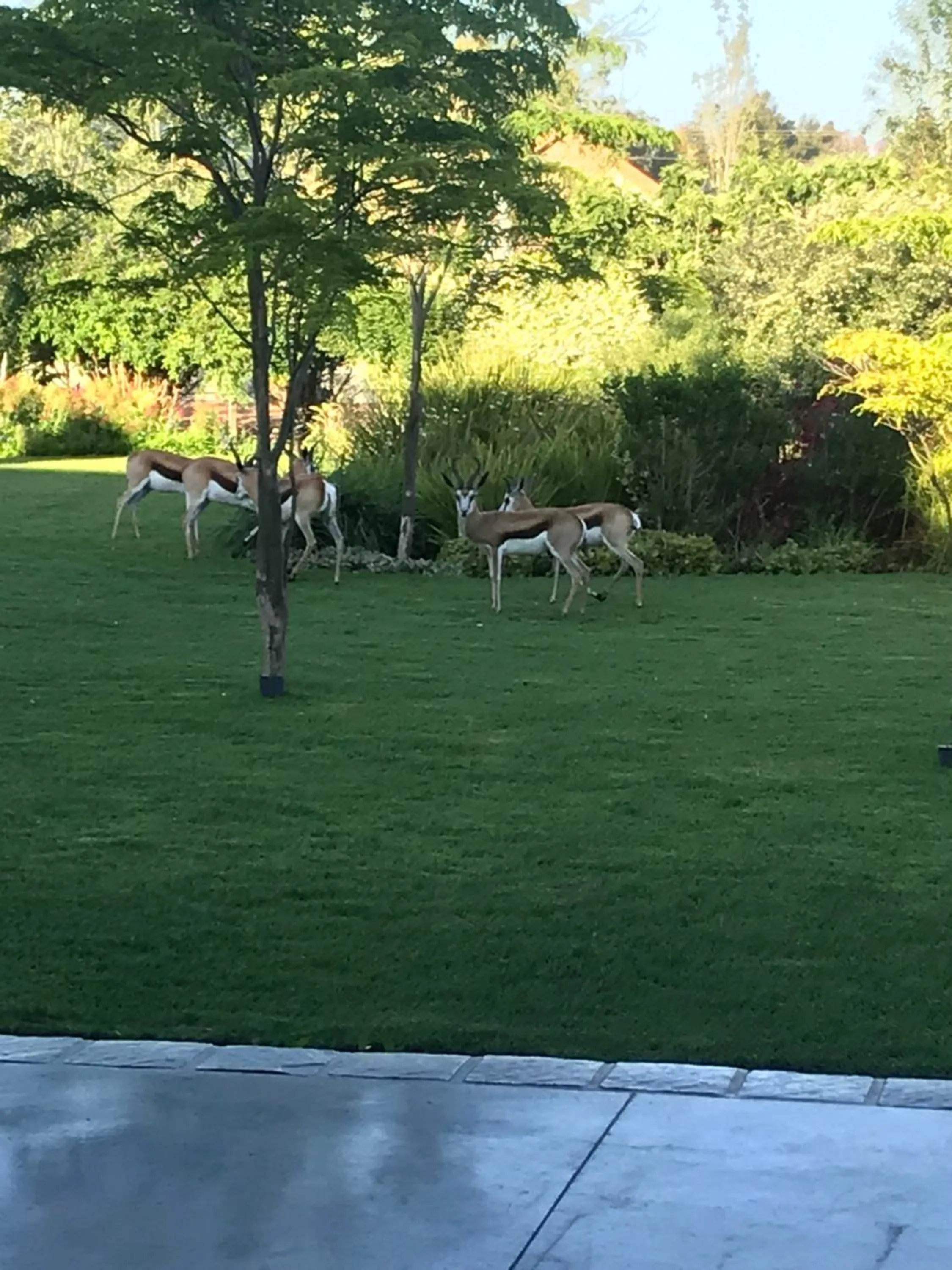Garden in Addo Wildlife