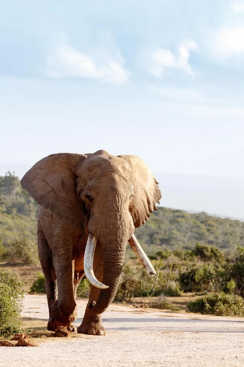 Day in Addo Wildlife