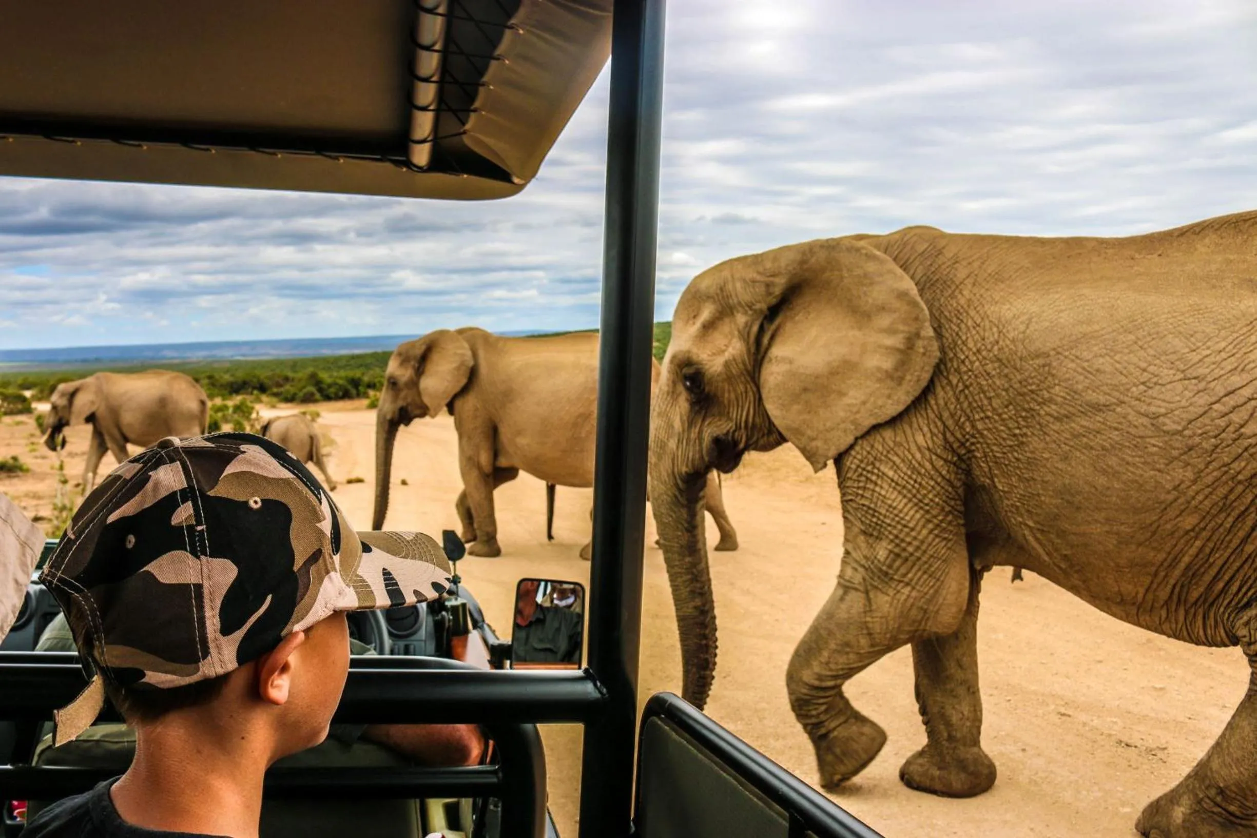 Day in Addo Wildlife