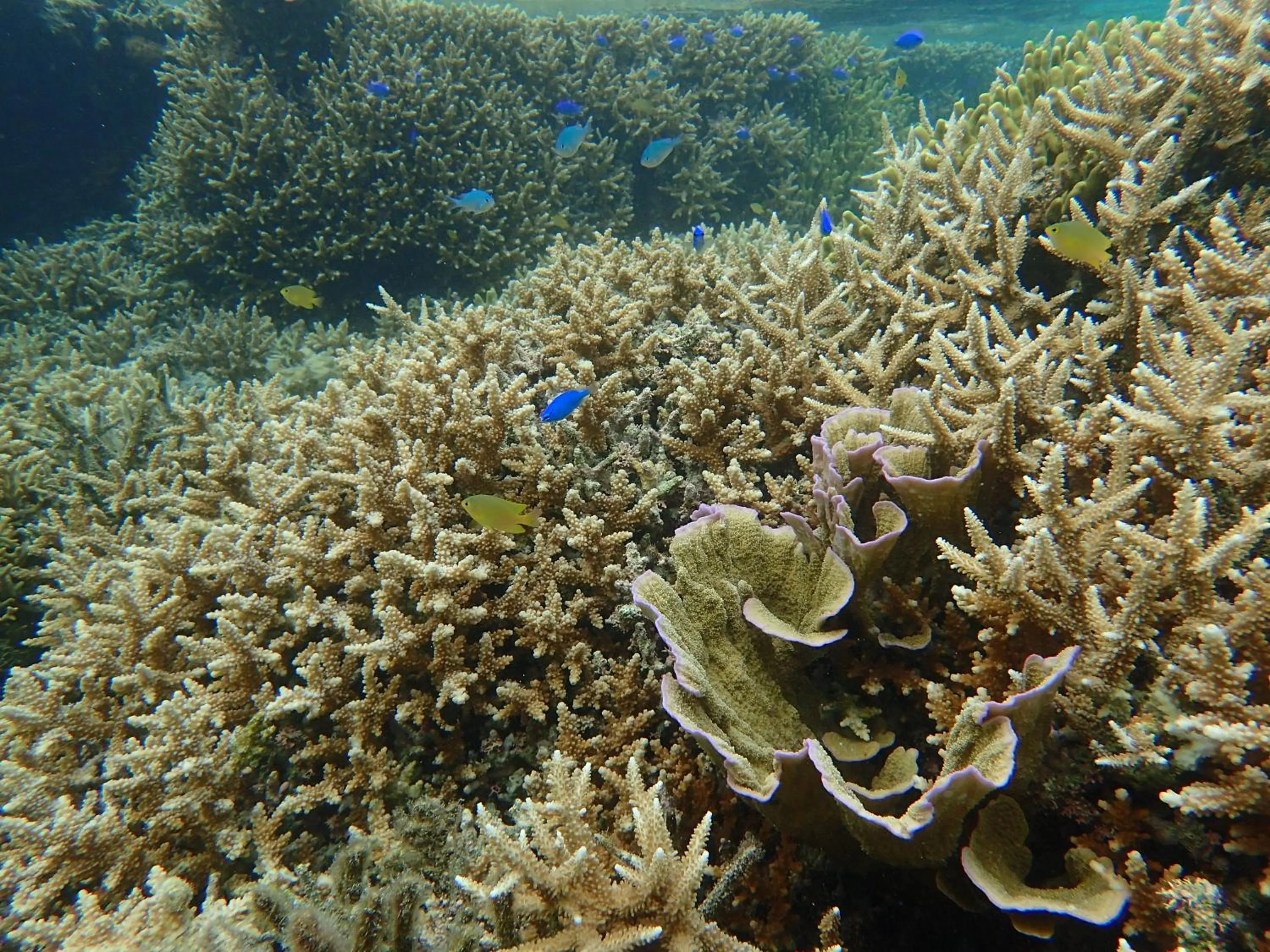 Snorkeling in Seaside KLATCH -Villa&sauna-