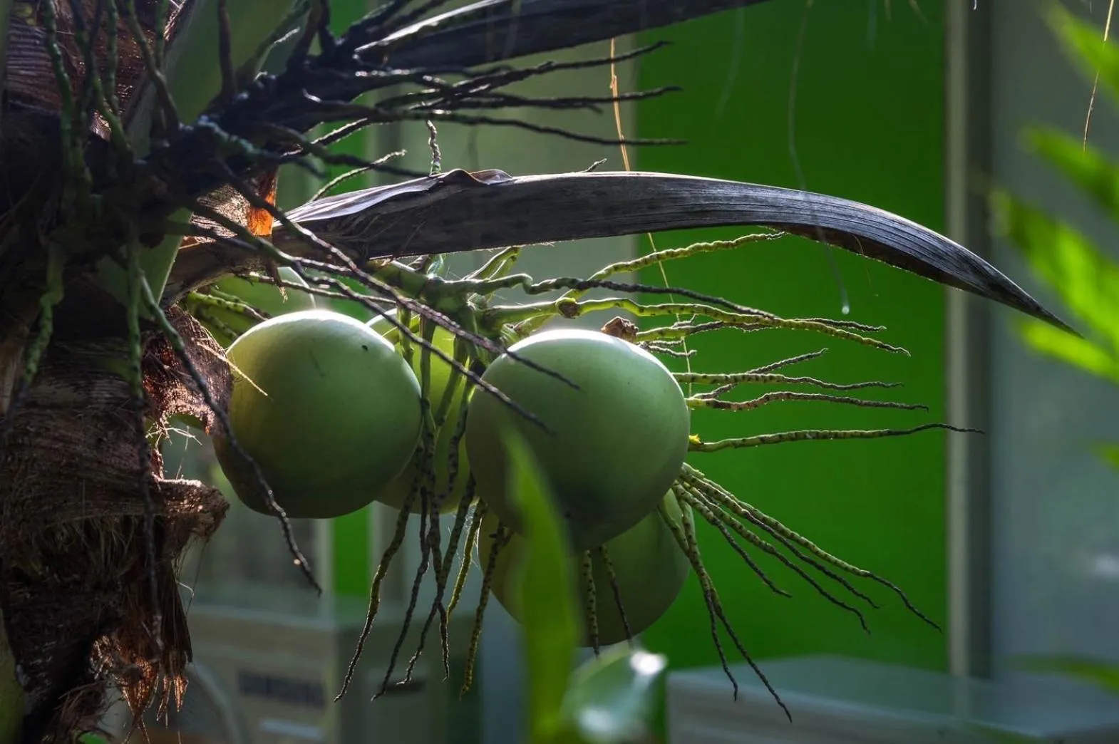 Garden in Klongdao Sunset Villa