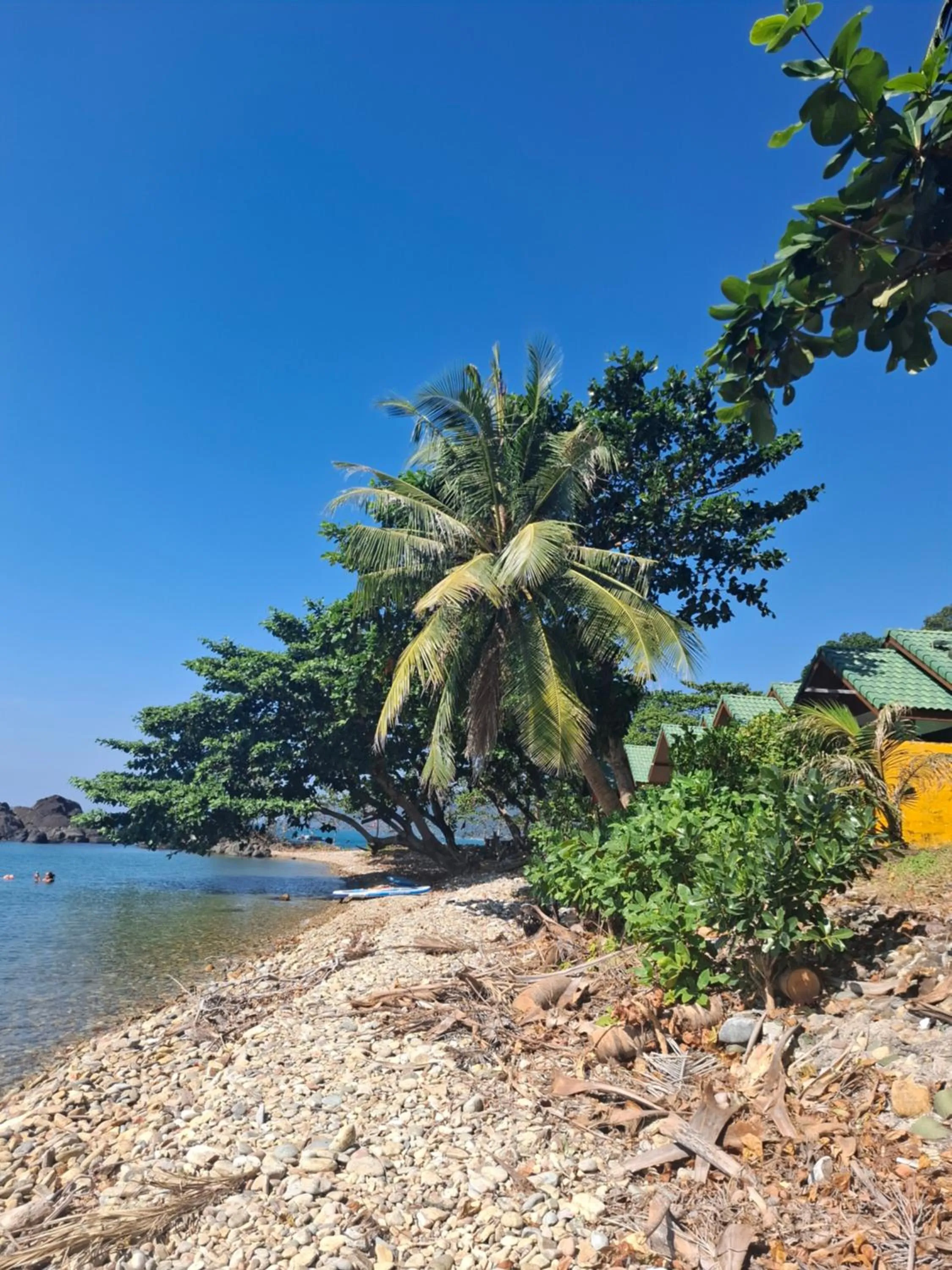 Paradise Palms