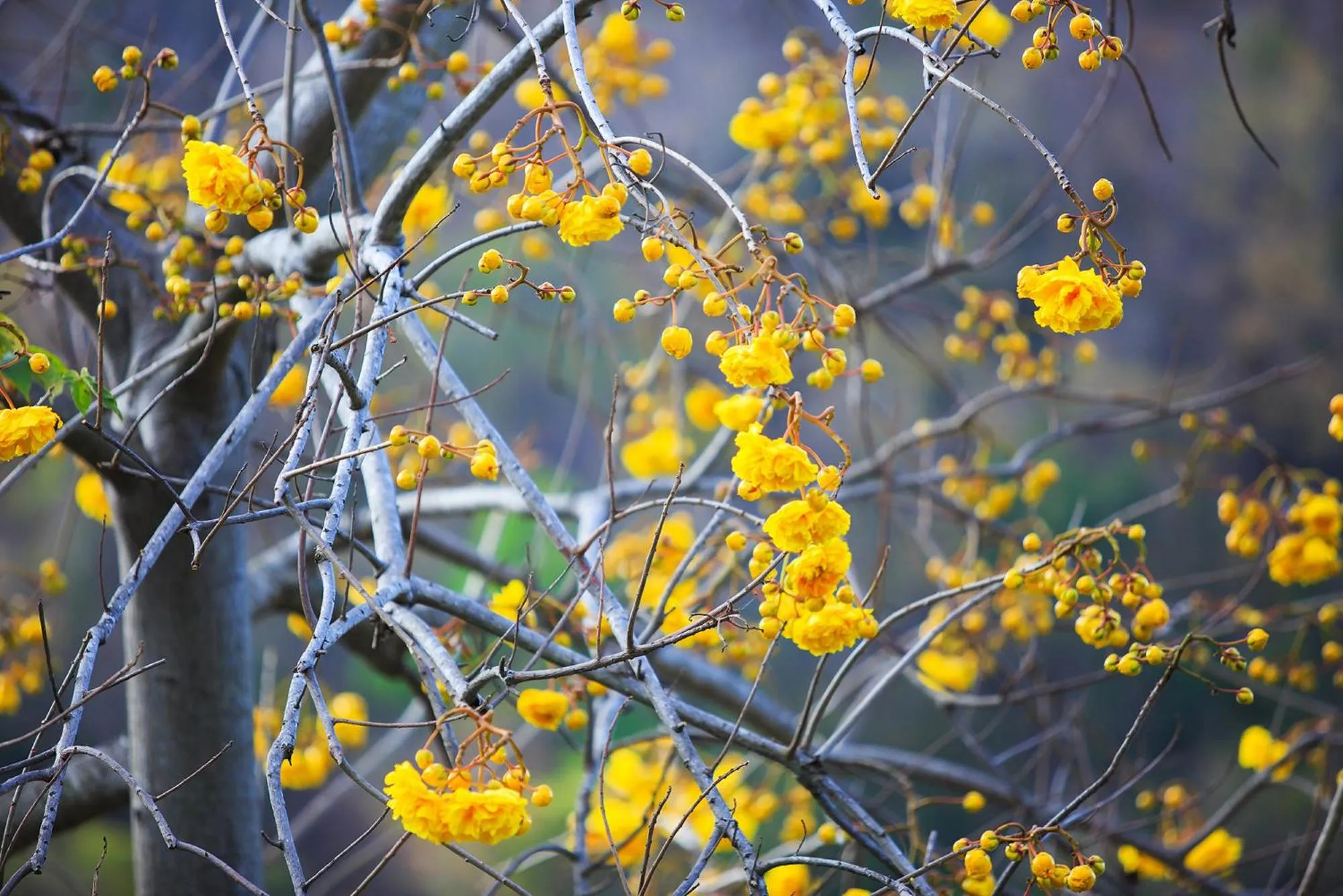 Area and facilities in The Series Resort Khaoyai