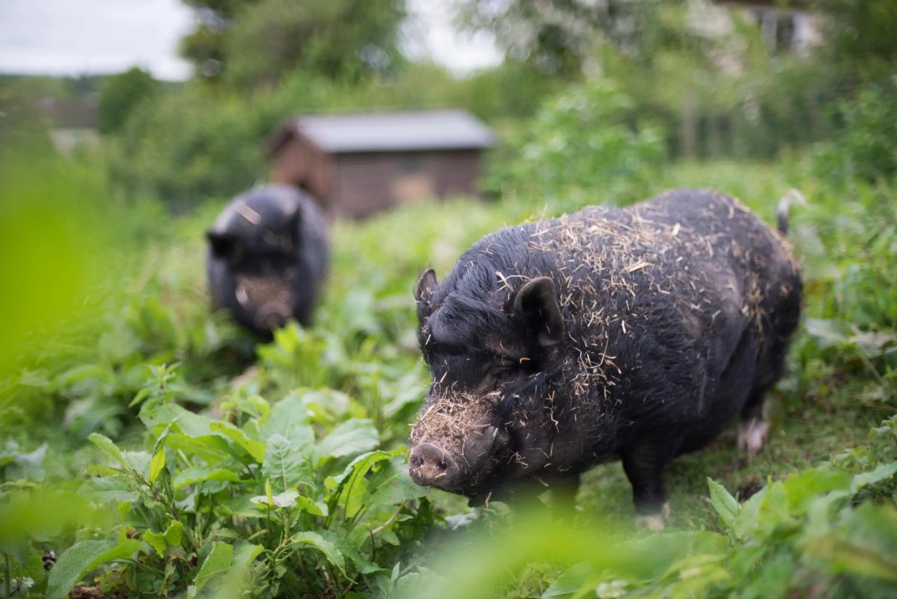 Animals in The White Horse Inn