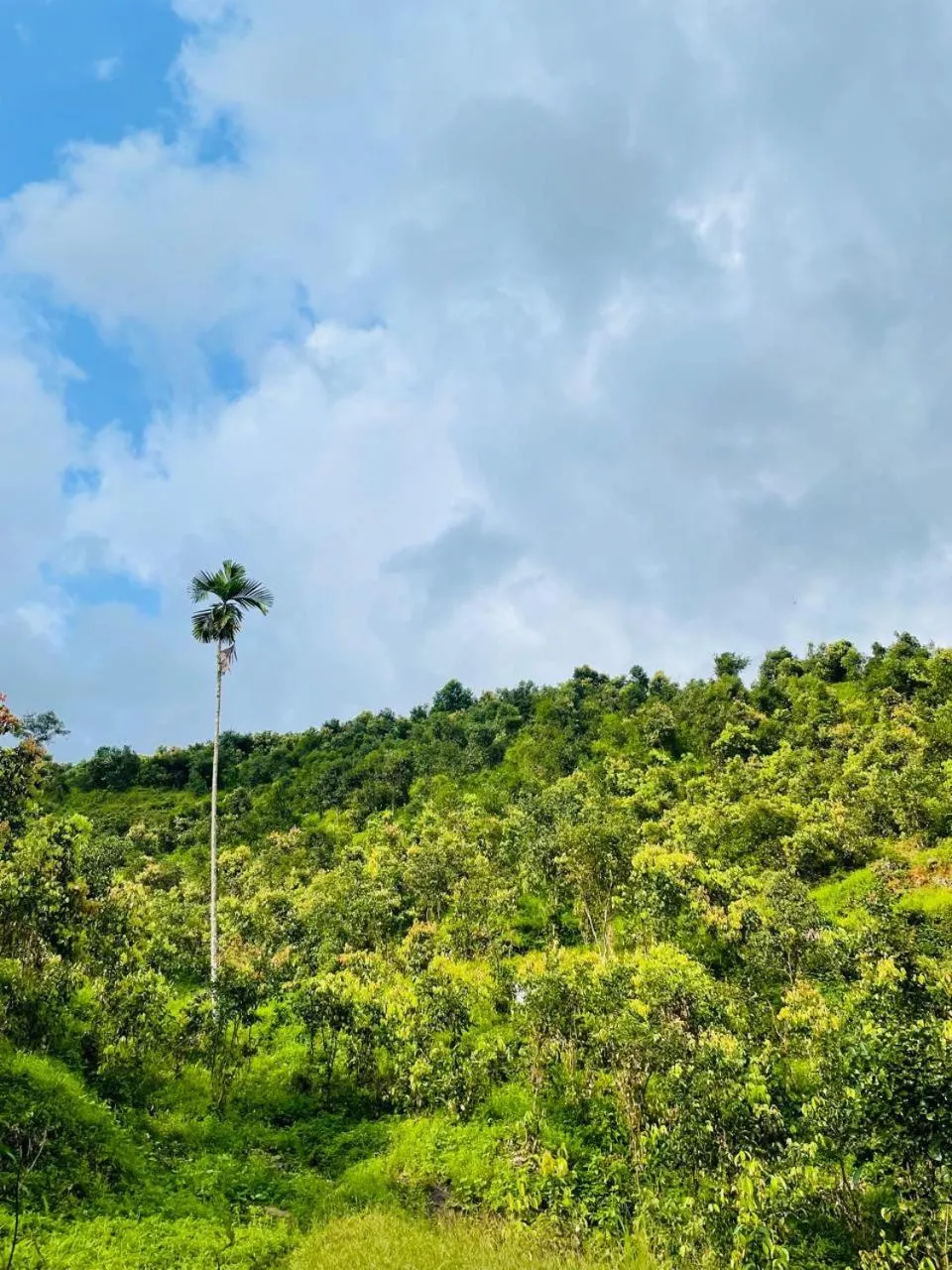 Gallene Gala Nature Resort