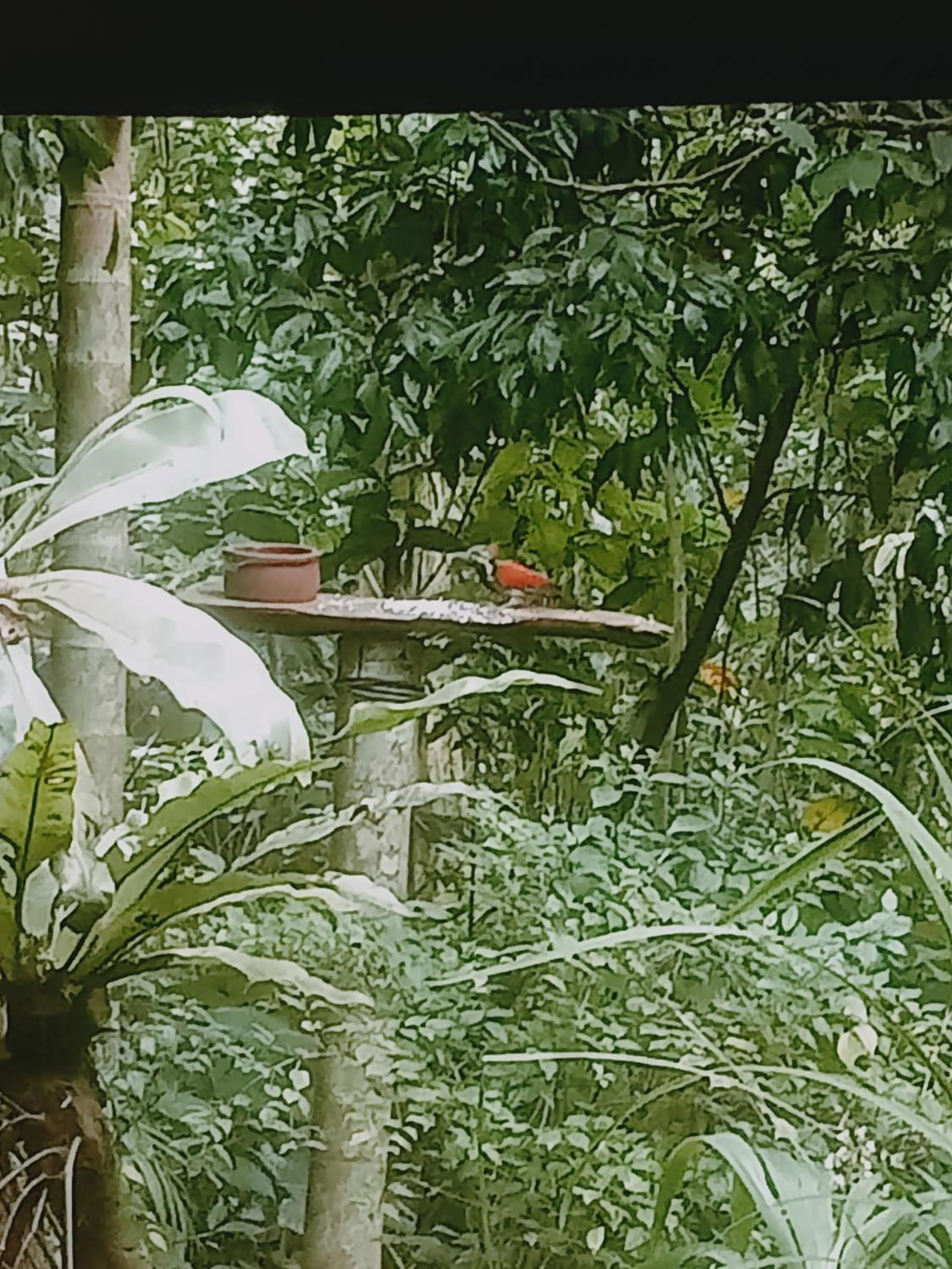 Gallene Gala Nature Resort