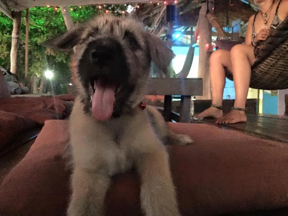 Animals in Two Rocks Bungalows