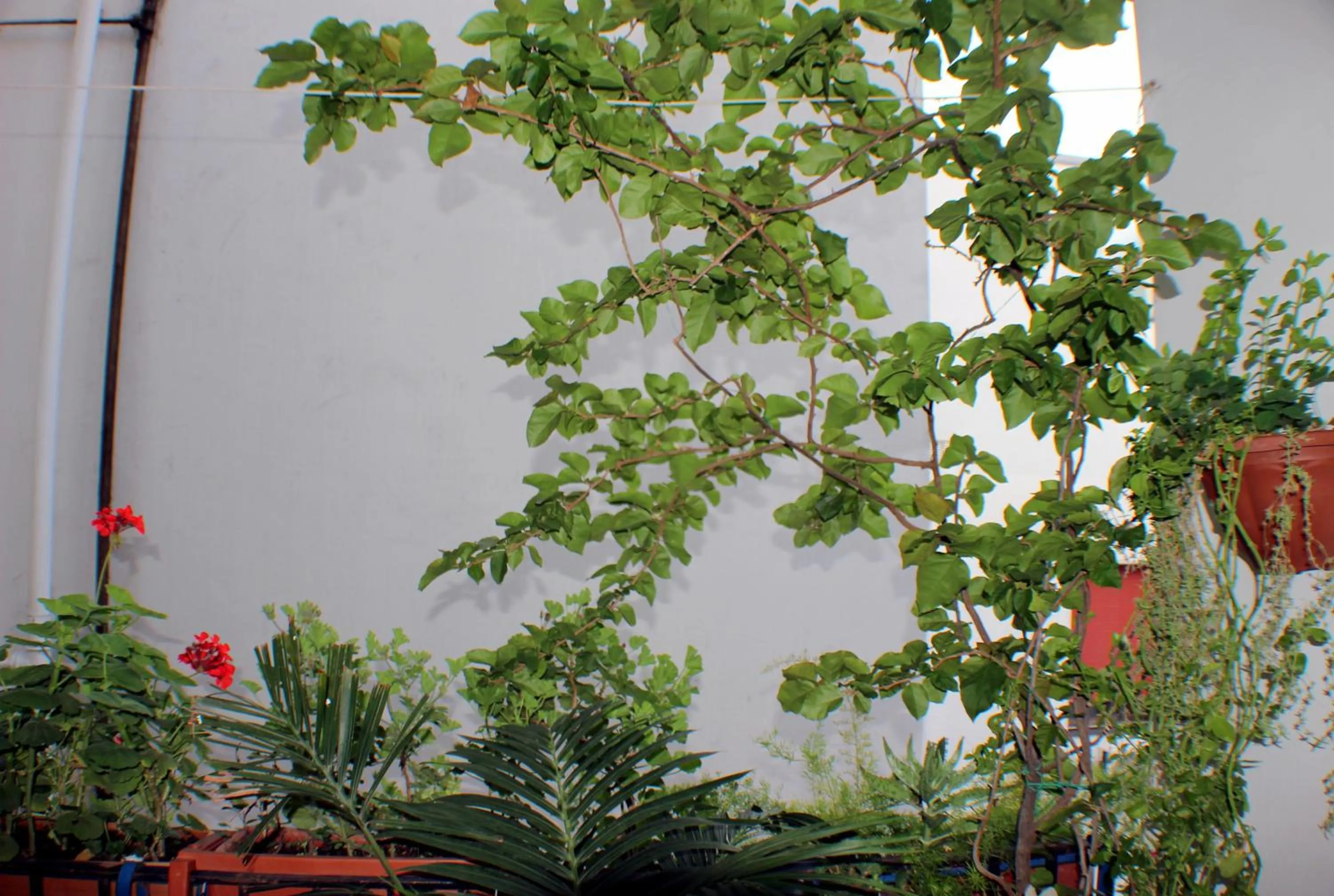 Balcony/Terrace in B&B Lili