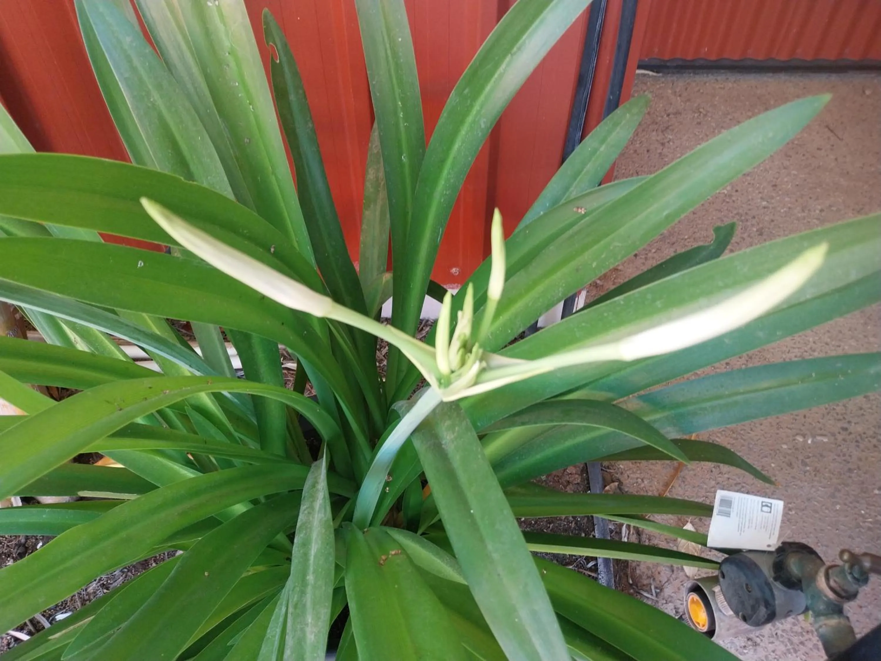 Carnarvon Central Apartments